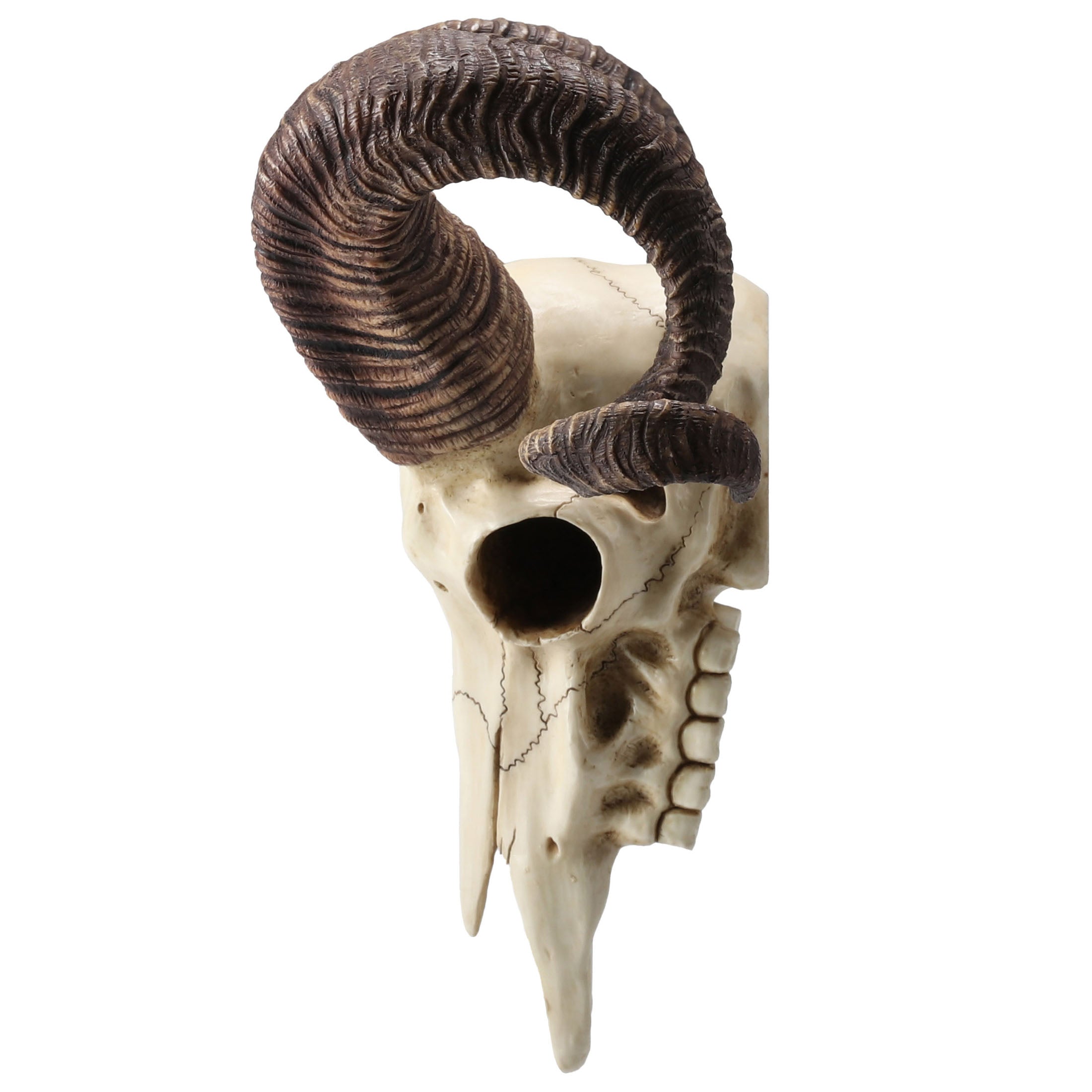 Corsican Ram Skull