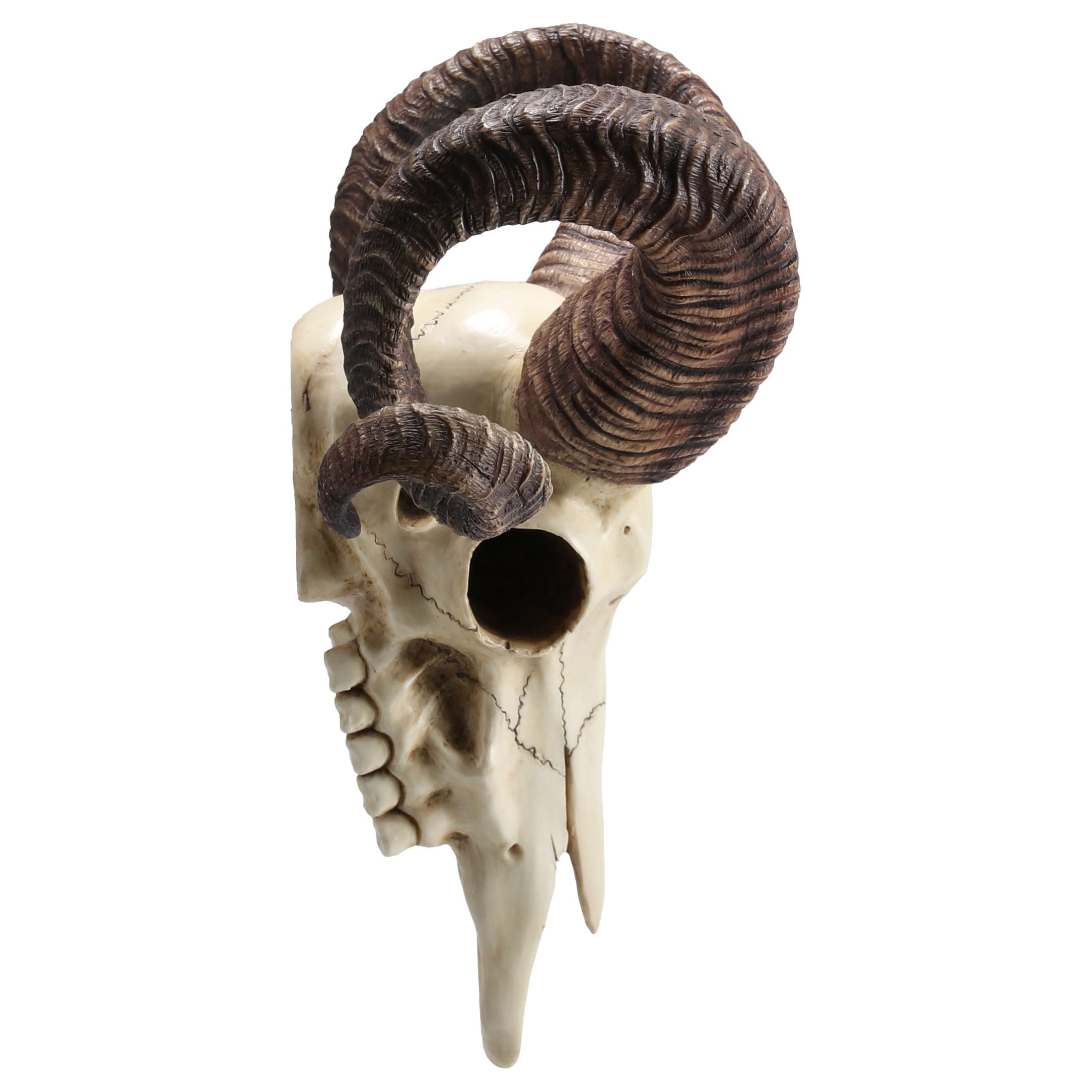 Corsican Ram Skull