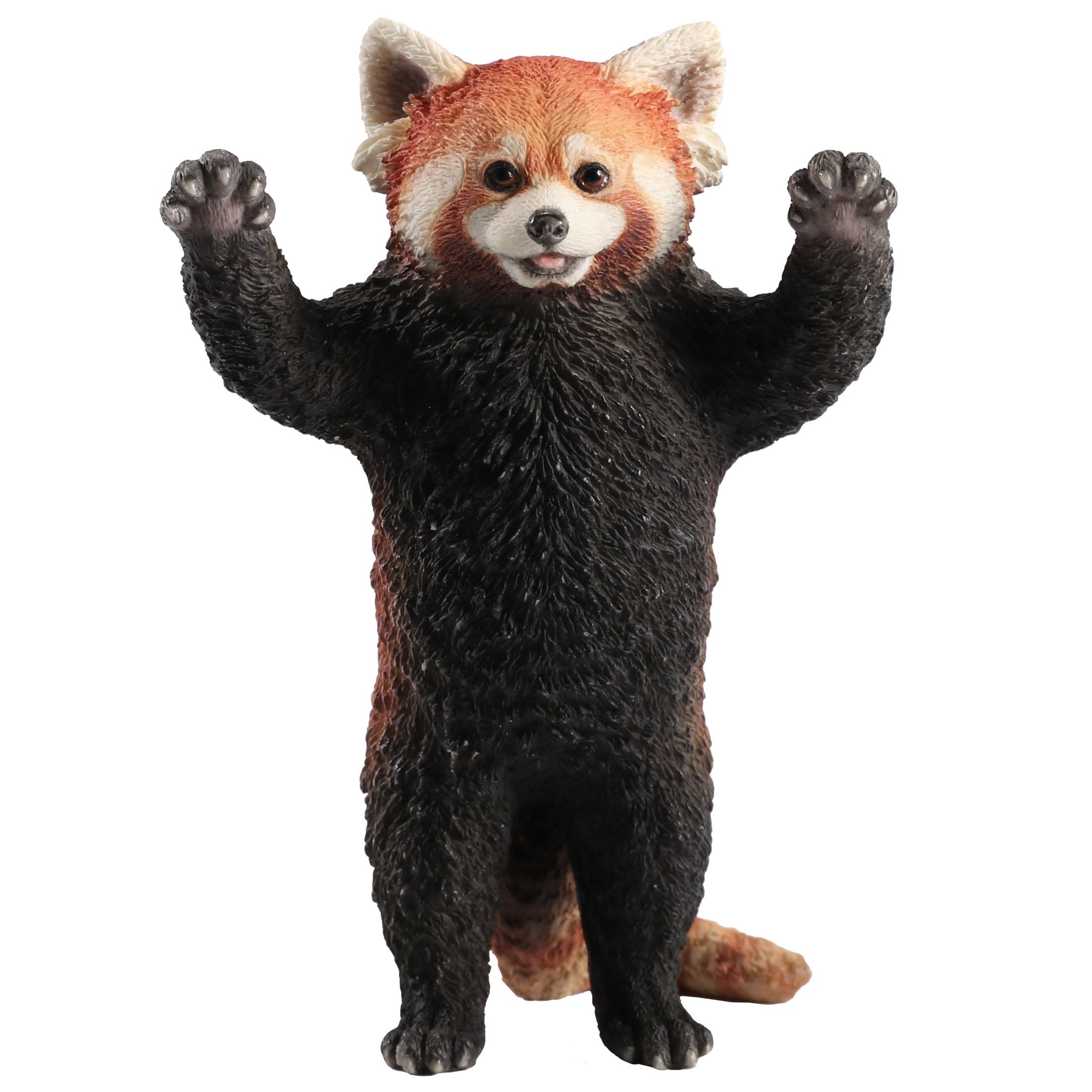 Red Panda Standing With Arms Up