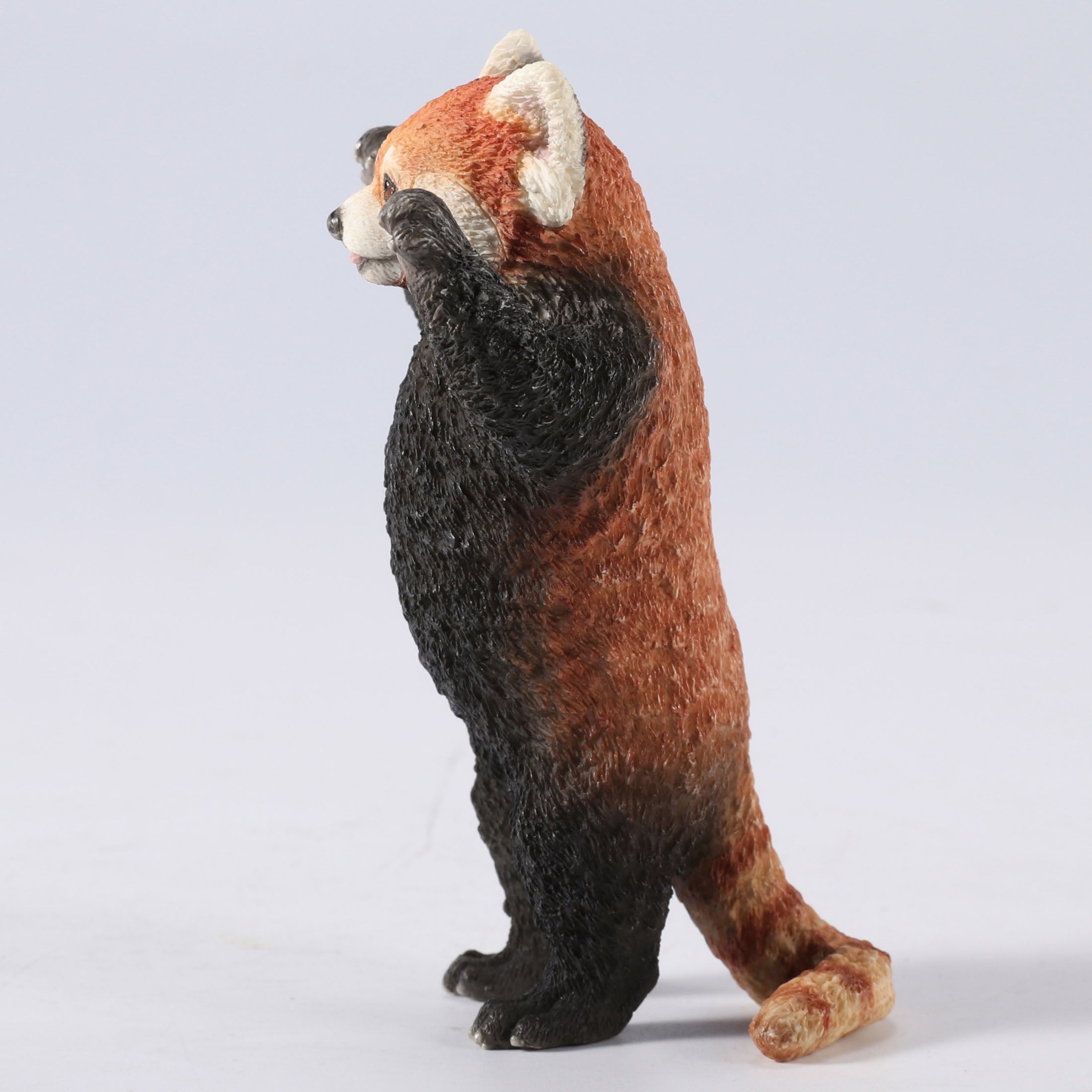 Red Panda Standing With Arms Up