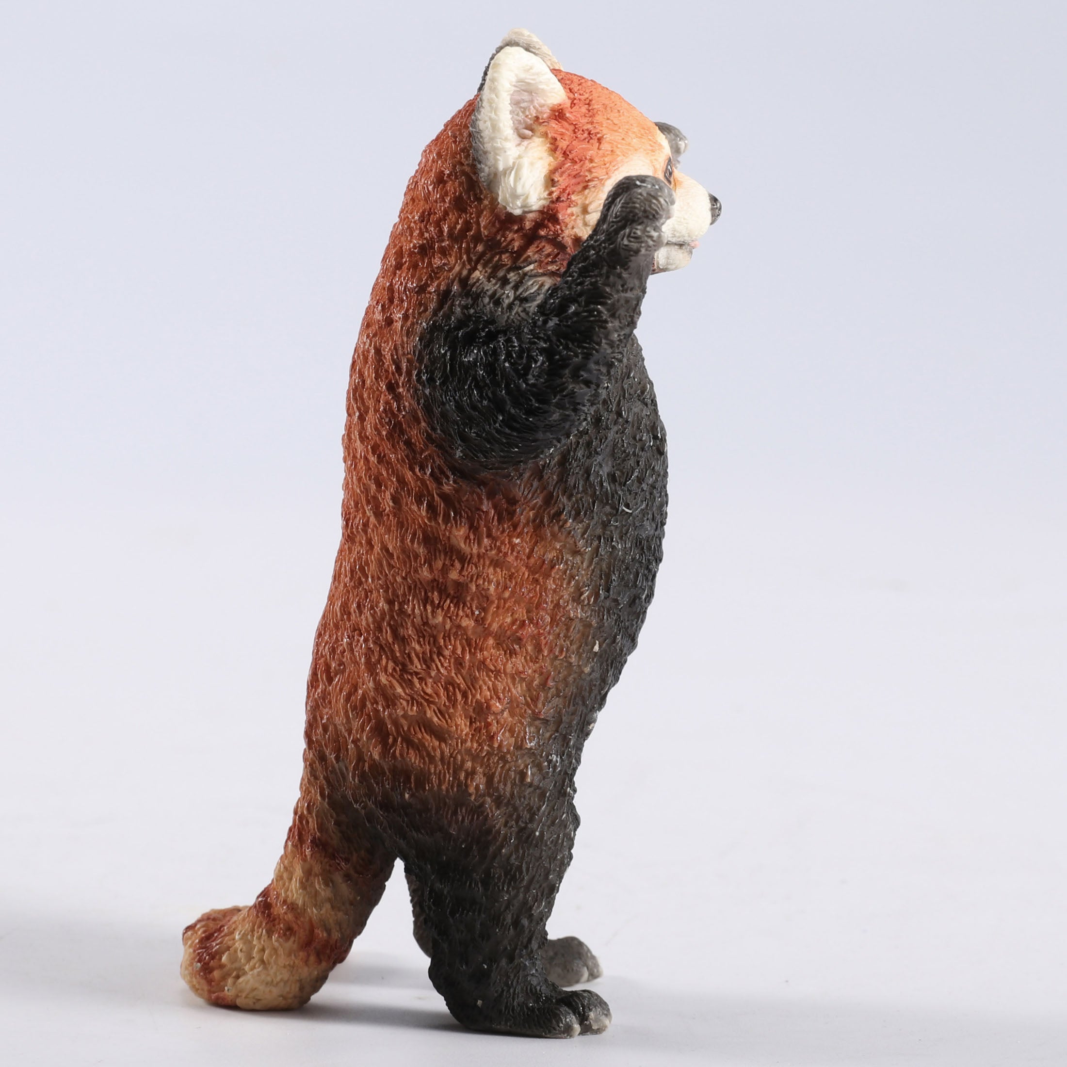 Red Panda Standing With Arms Up