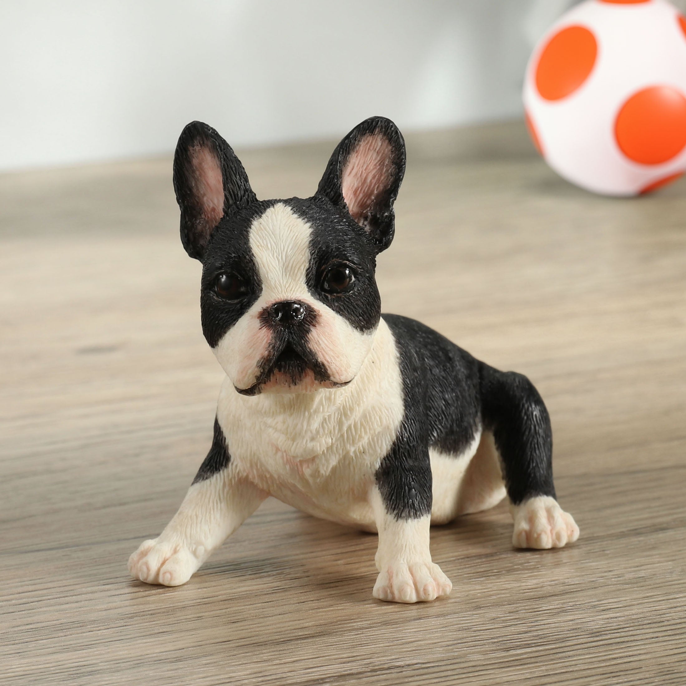 Boston Terrier Puppy