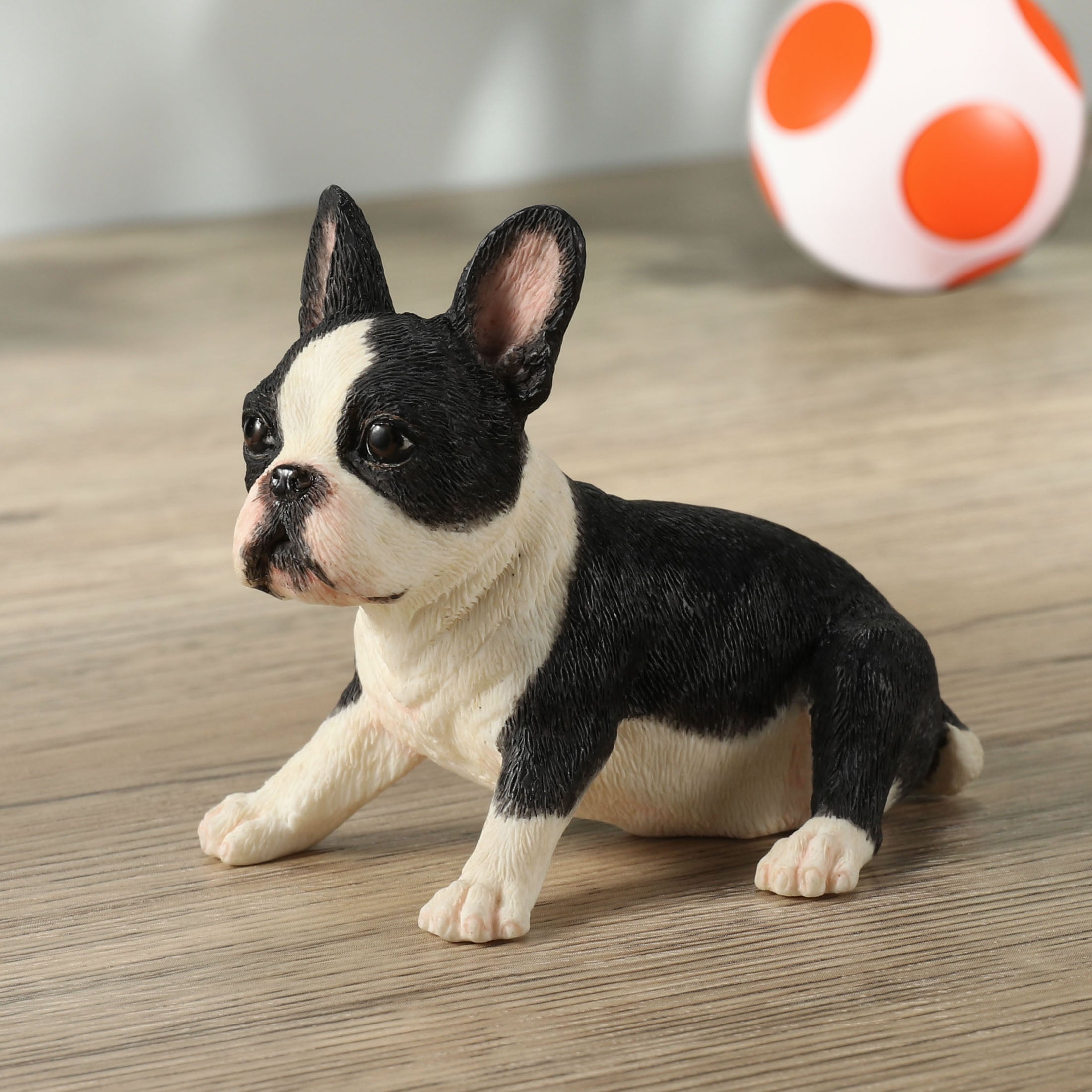 Boston Terrier Puppy