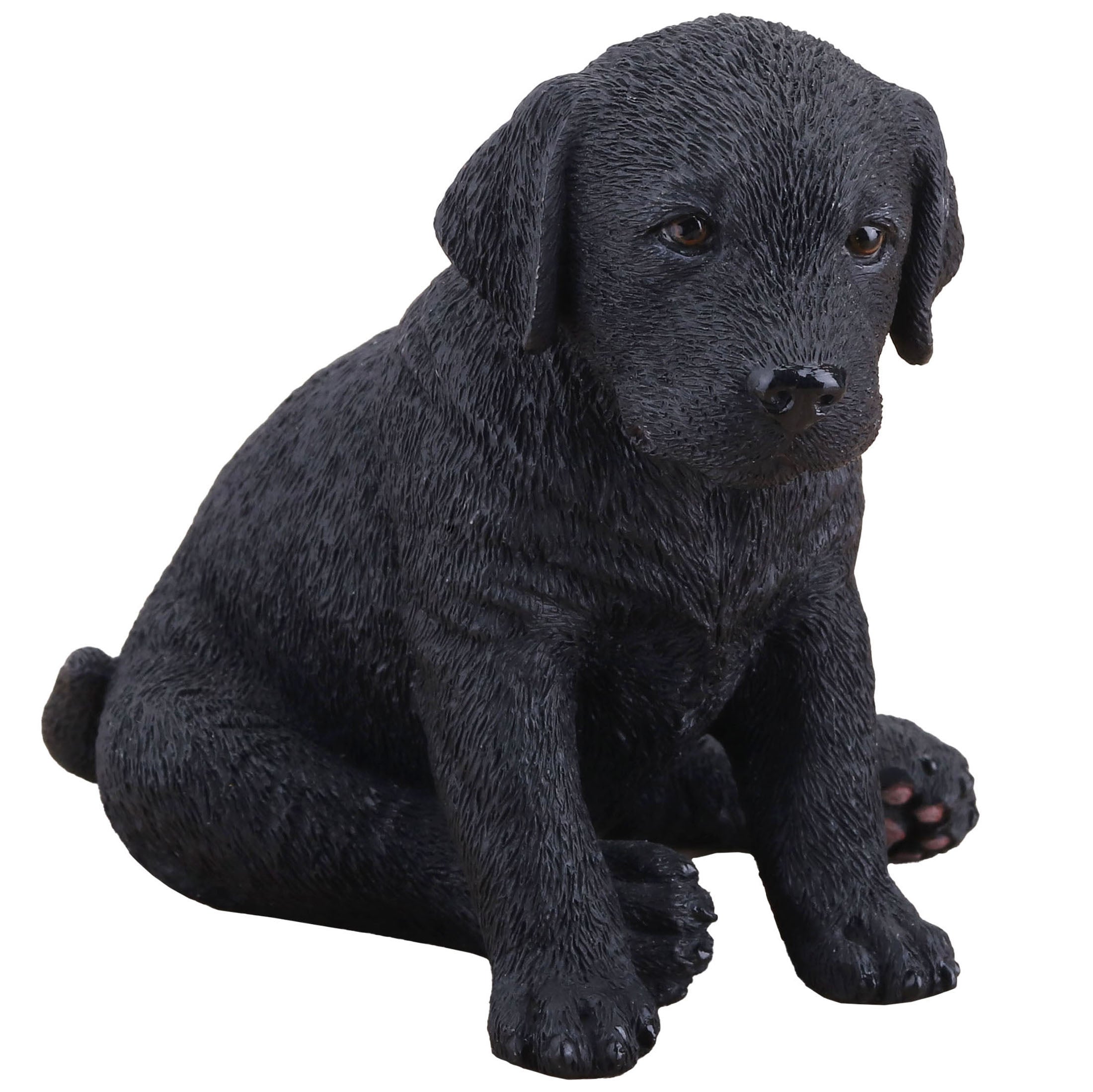Black Labrador Retriever Puppy Sitting