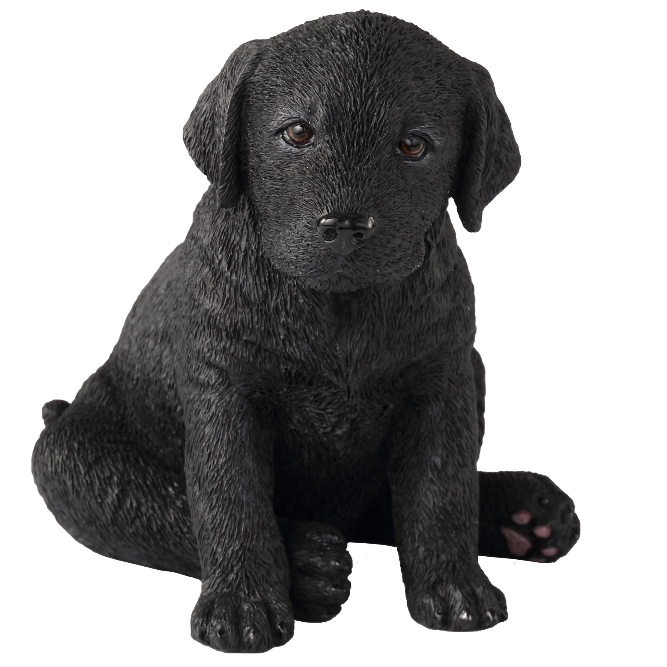 Black Labrador Retriever Puppy Sitting