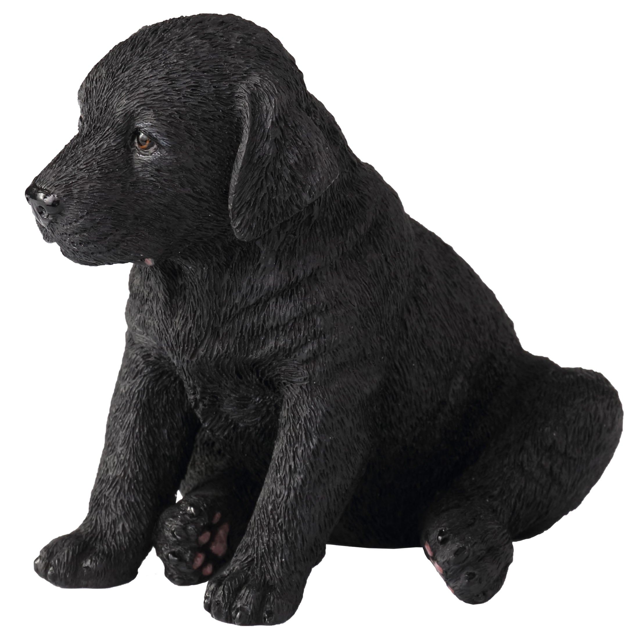 Black Labrador Retriever Puppy Sitting