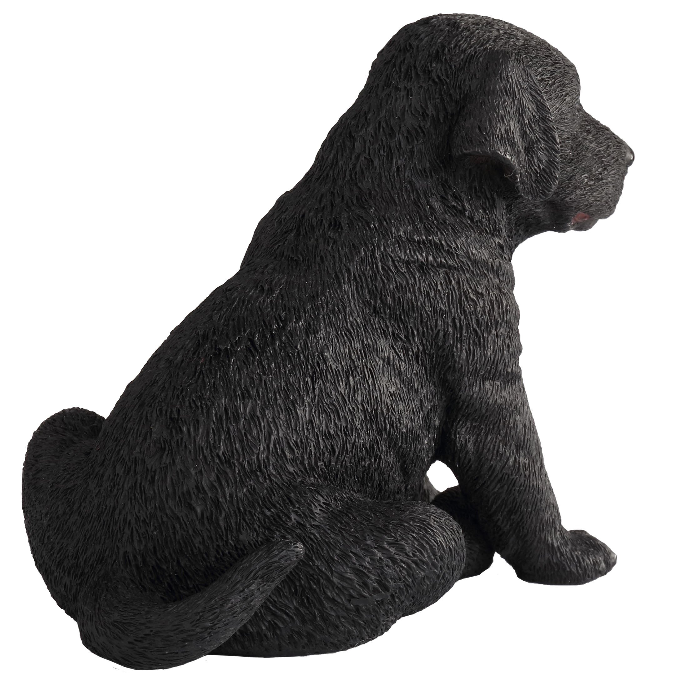Black Labrador Retriever Puppy Sitting