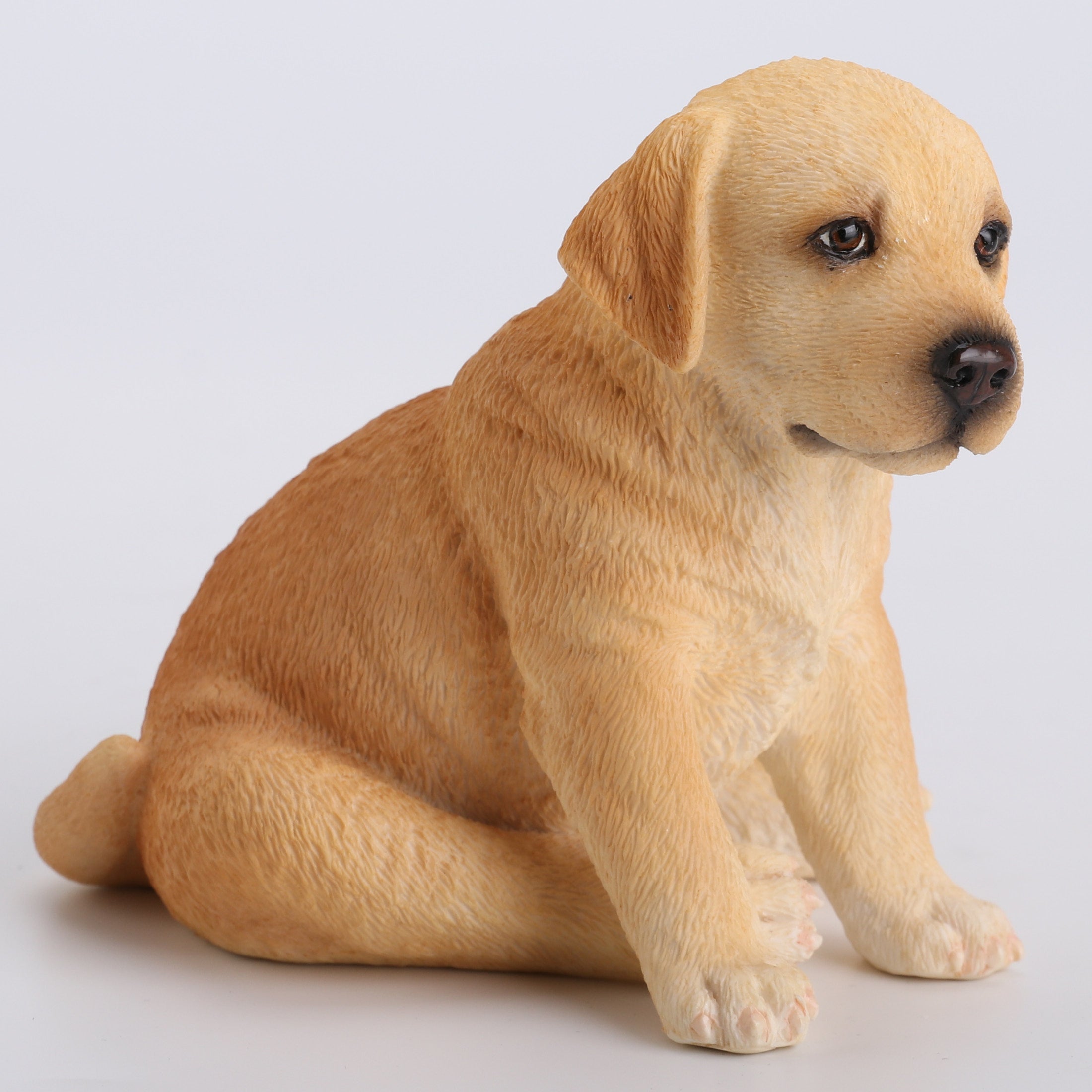 Sitting Labrador Puppy