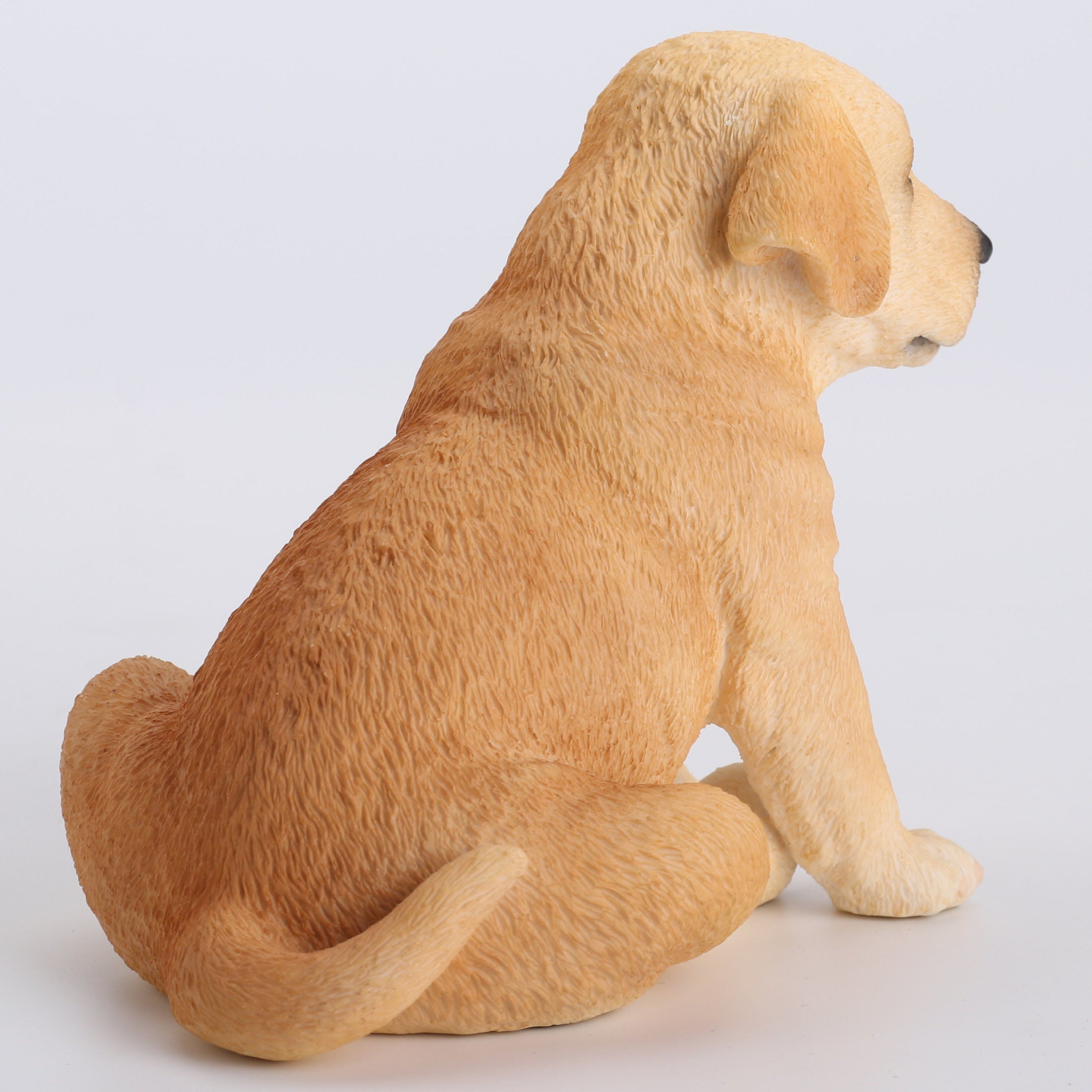 Sitting Labrador Puppy