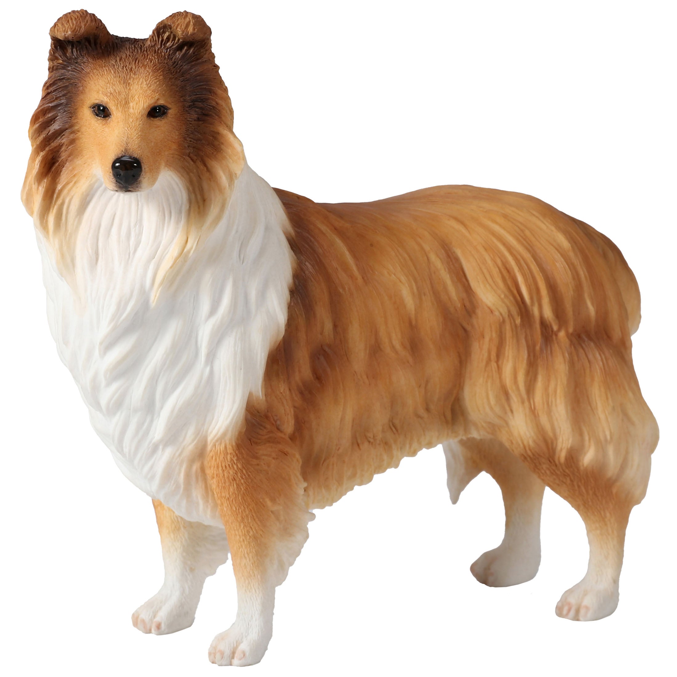 Rough Collie