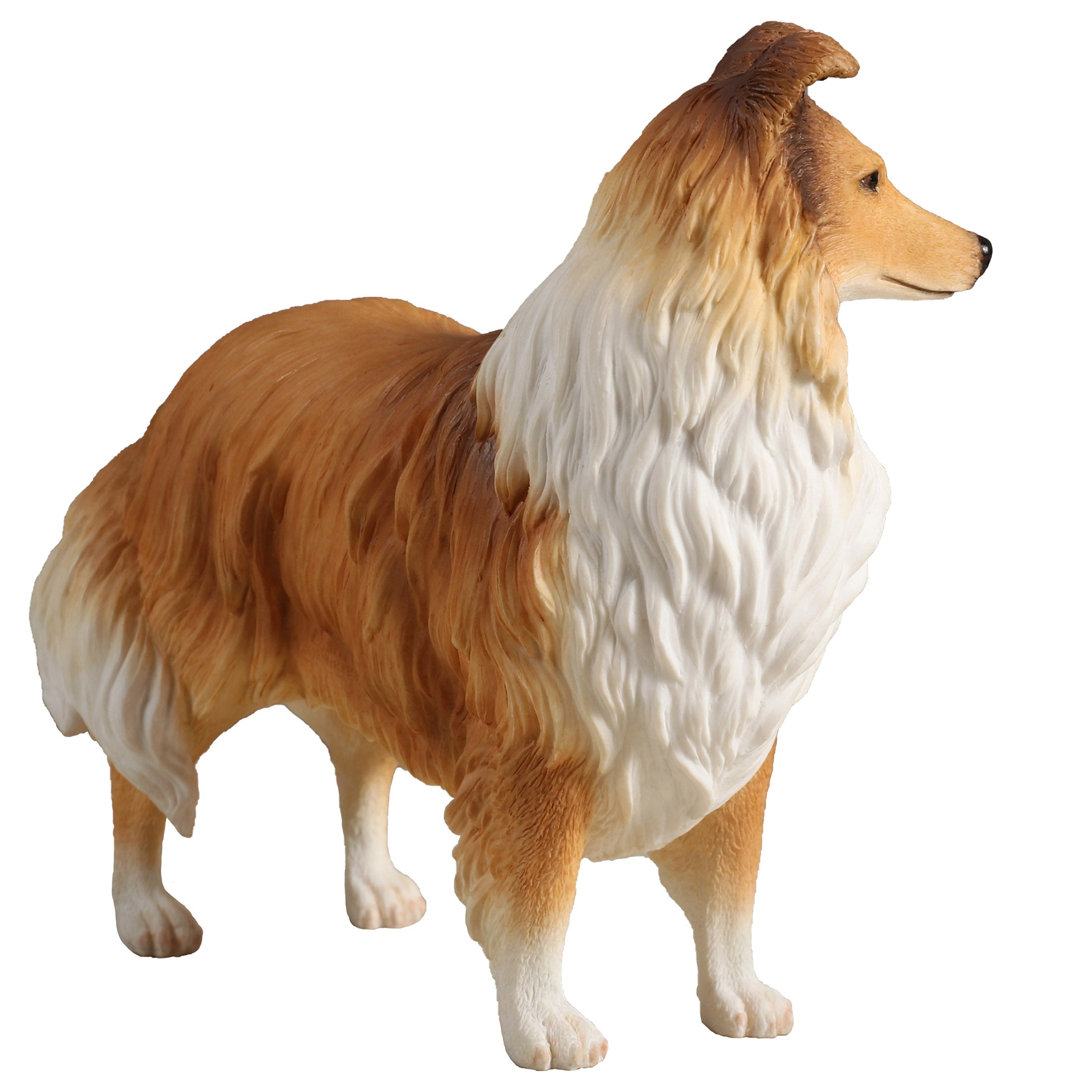 Rough Collie