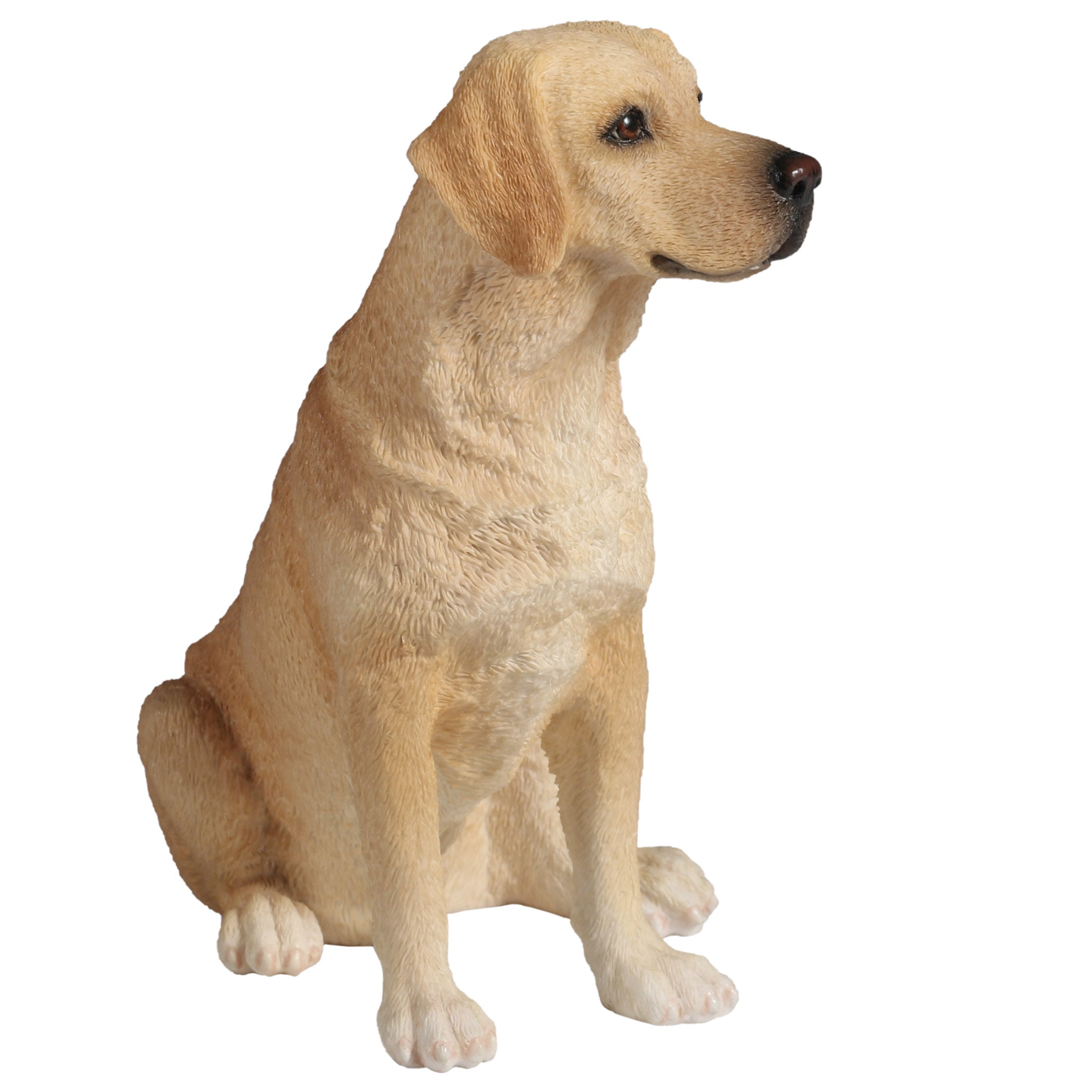 Sitting Labrador Retriever