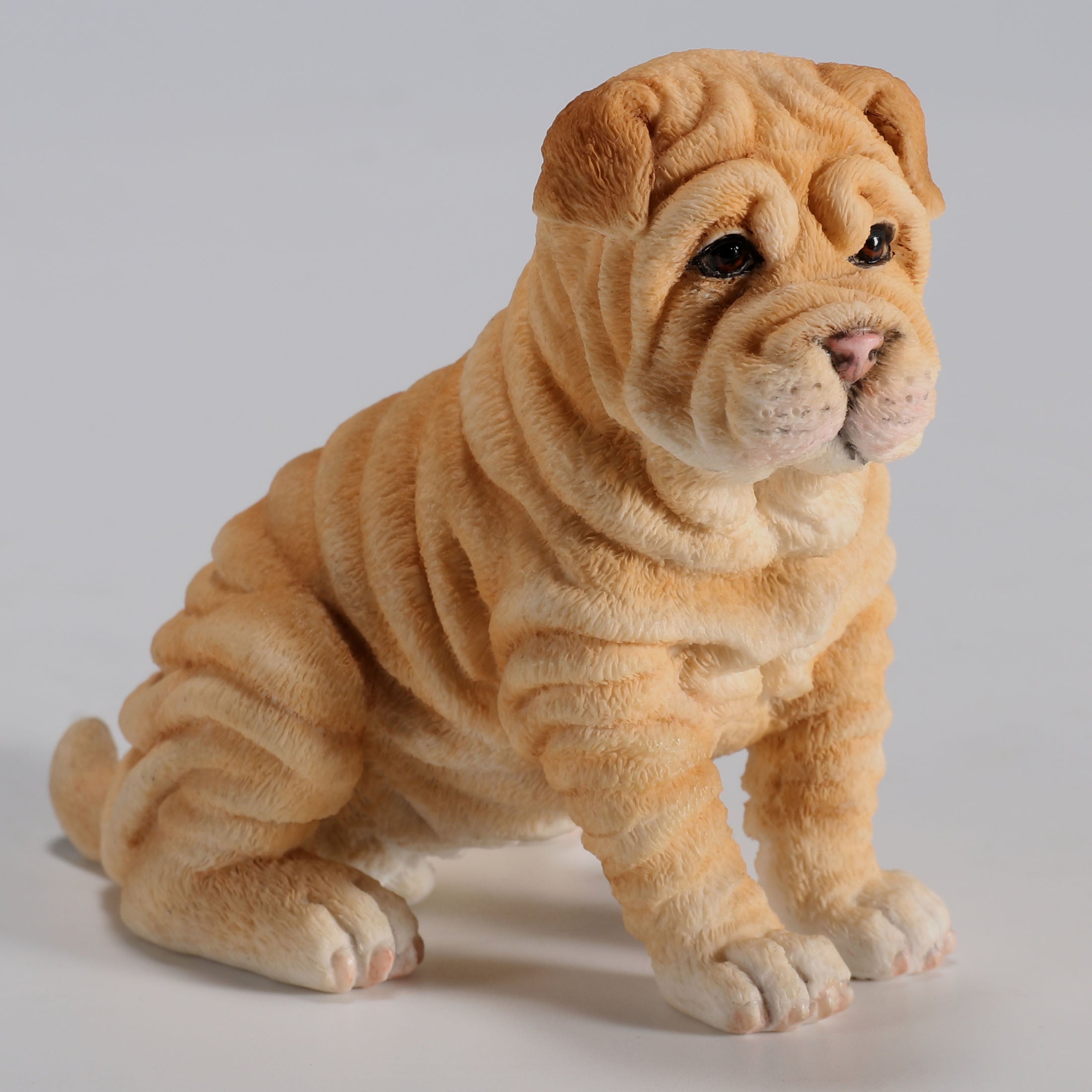 Shar Pei Puppy Sitting