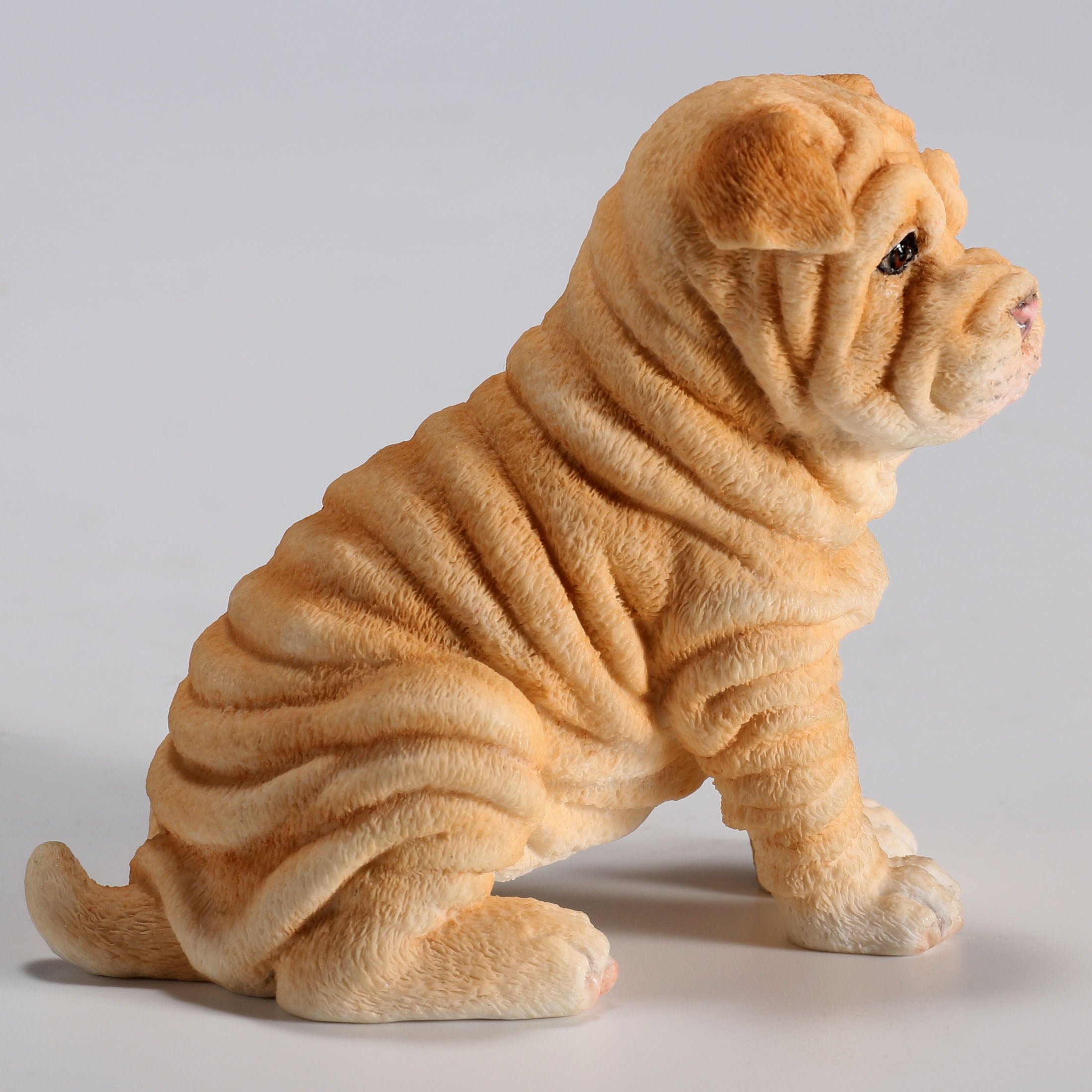 Shar Pei Puppy Sitting
