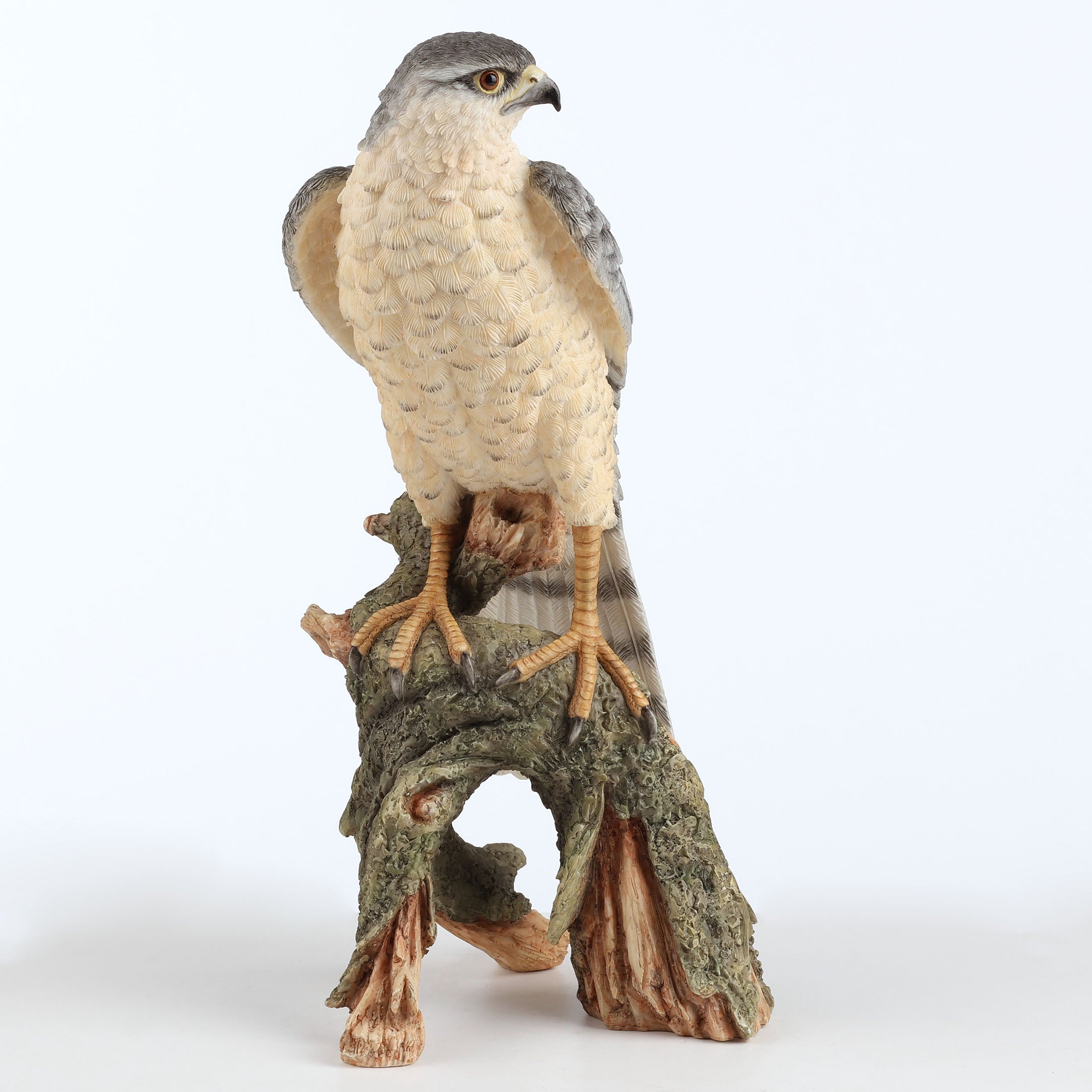 Sparrow Hawk