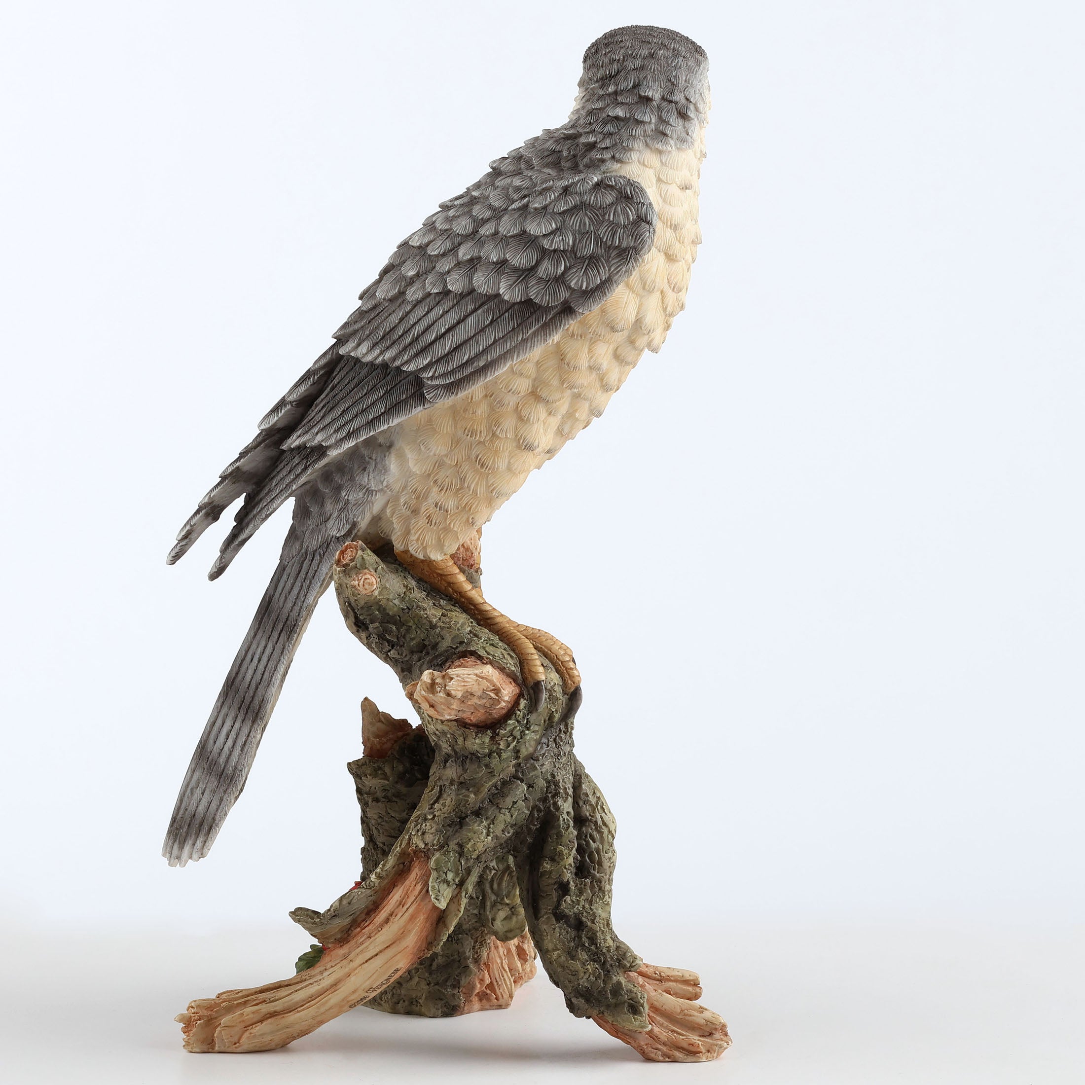 Sparrow Hawk