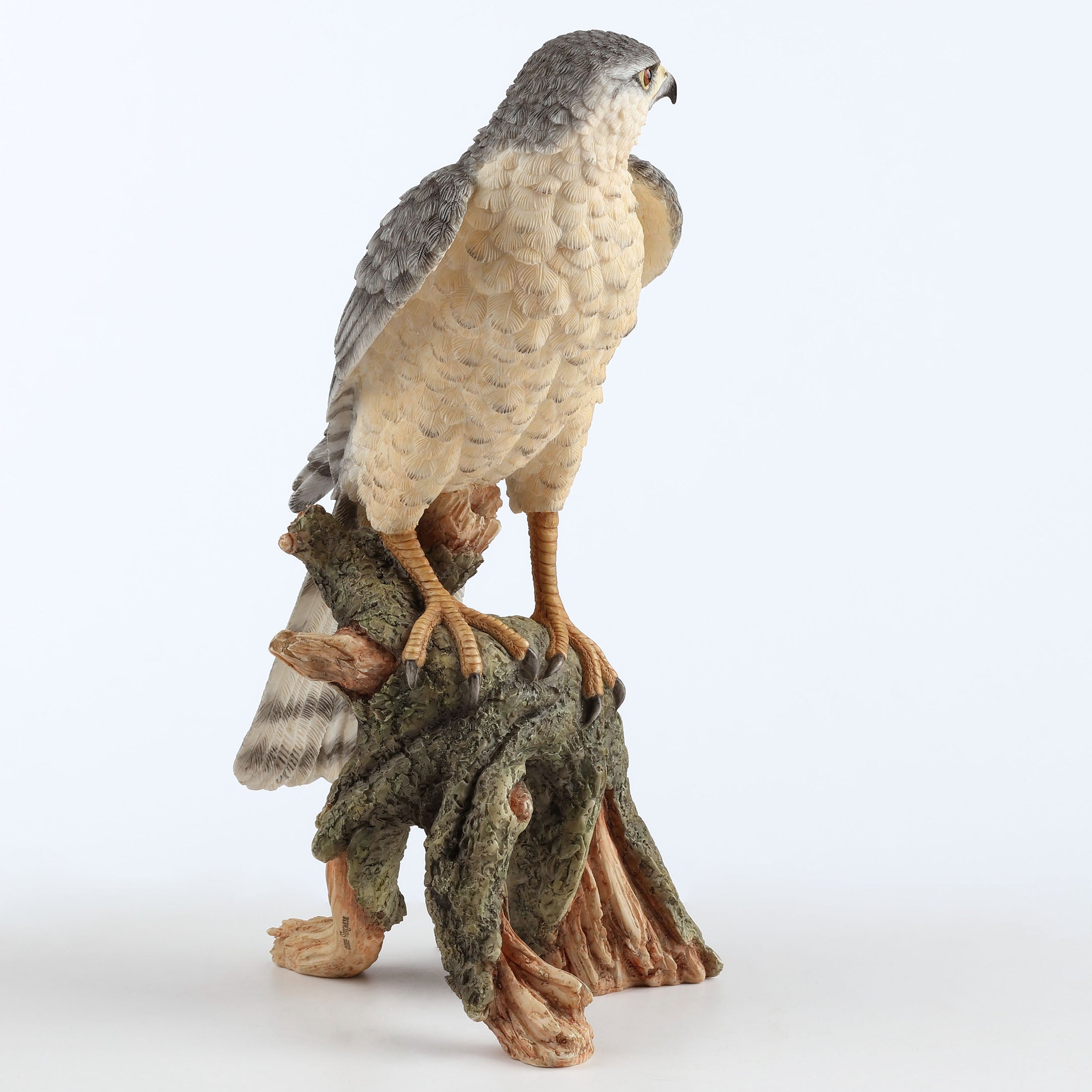 Sparrow Hawk
