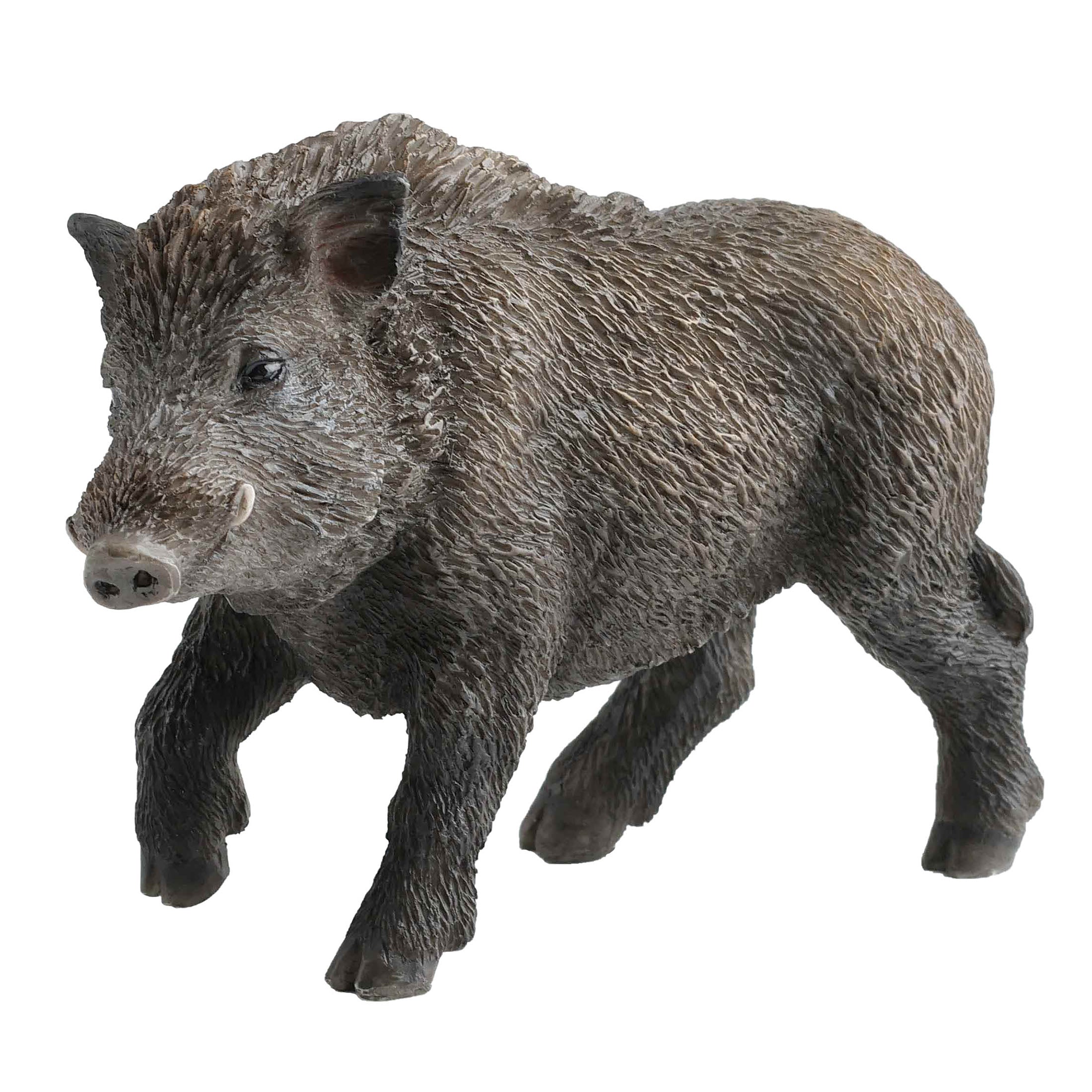 Wild Boar