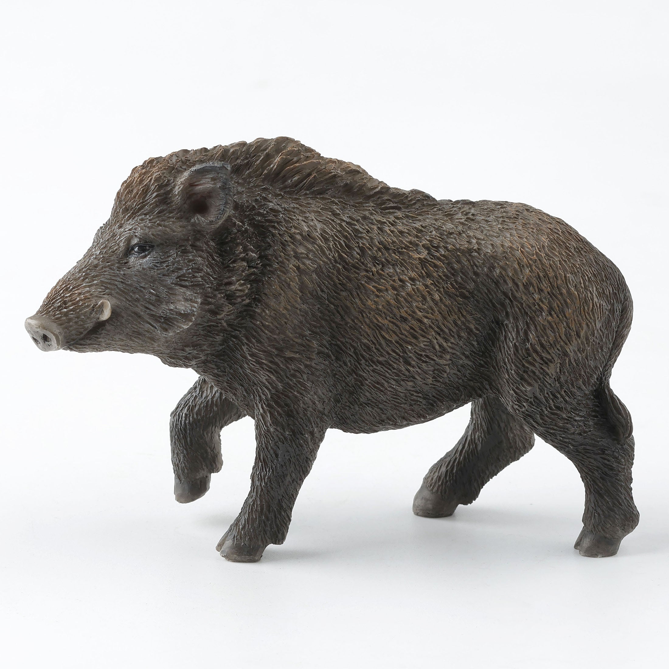 Wild Boar