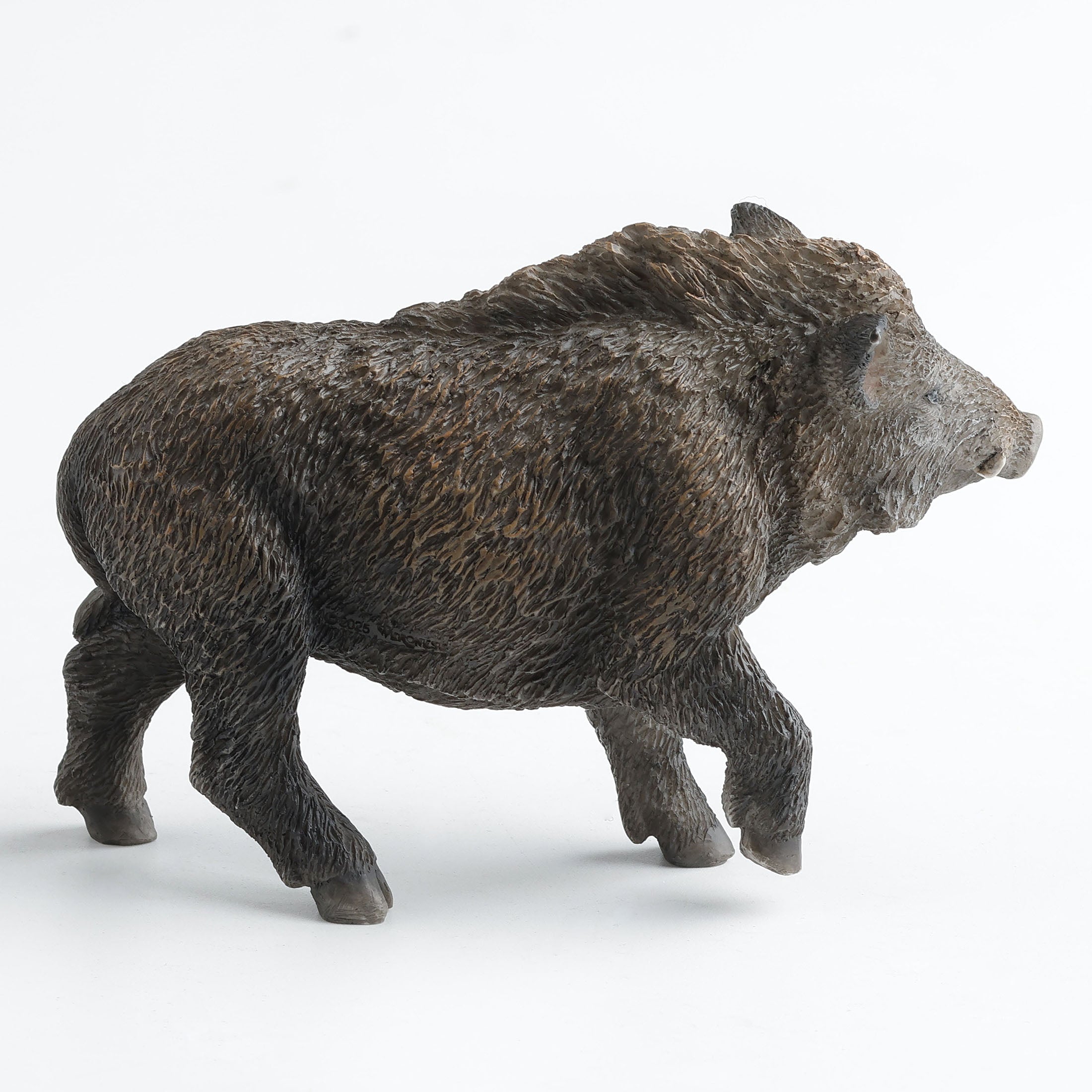 Wild Boar
