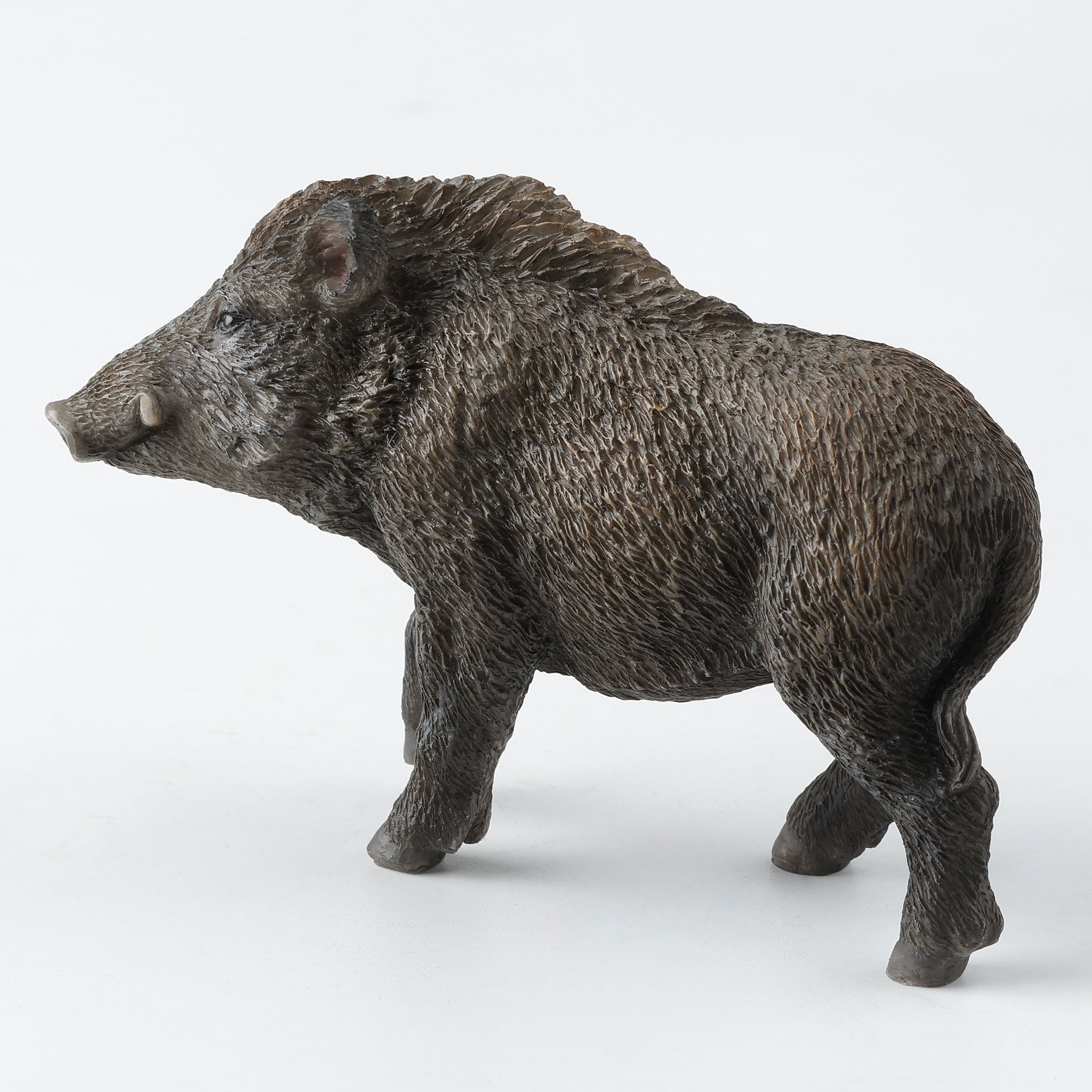 Wild Boar