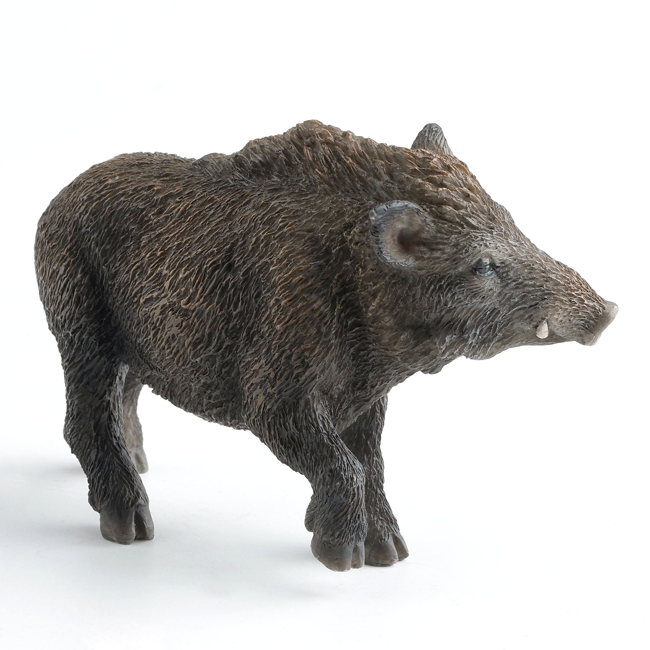 Wild Boar