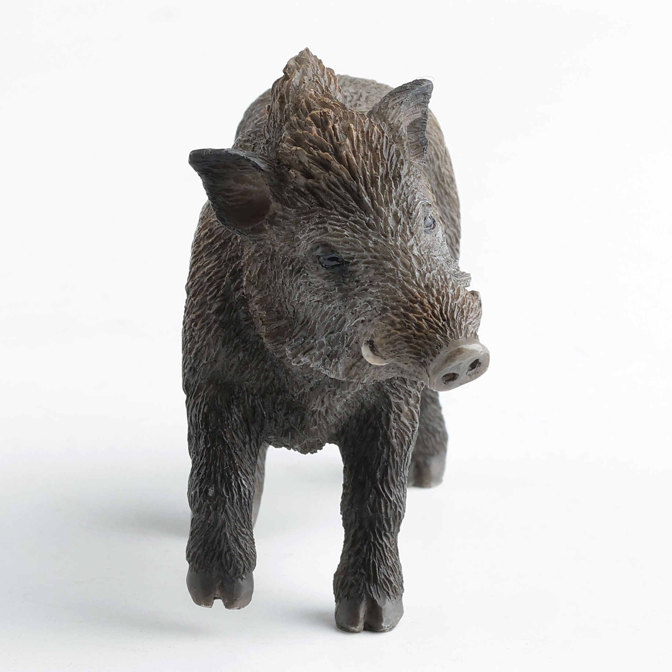 Wild Boar