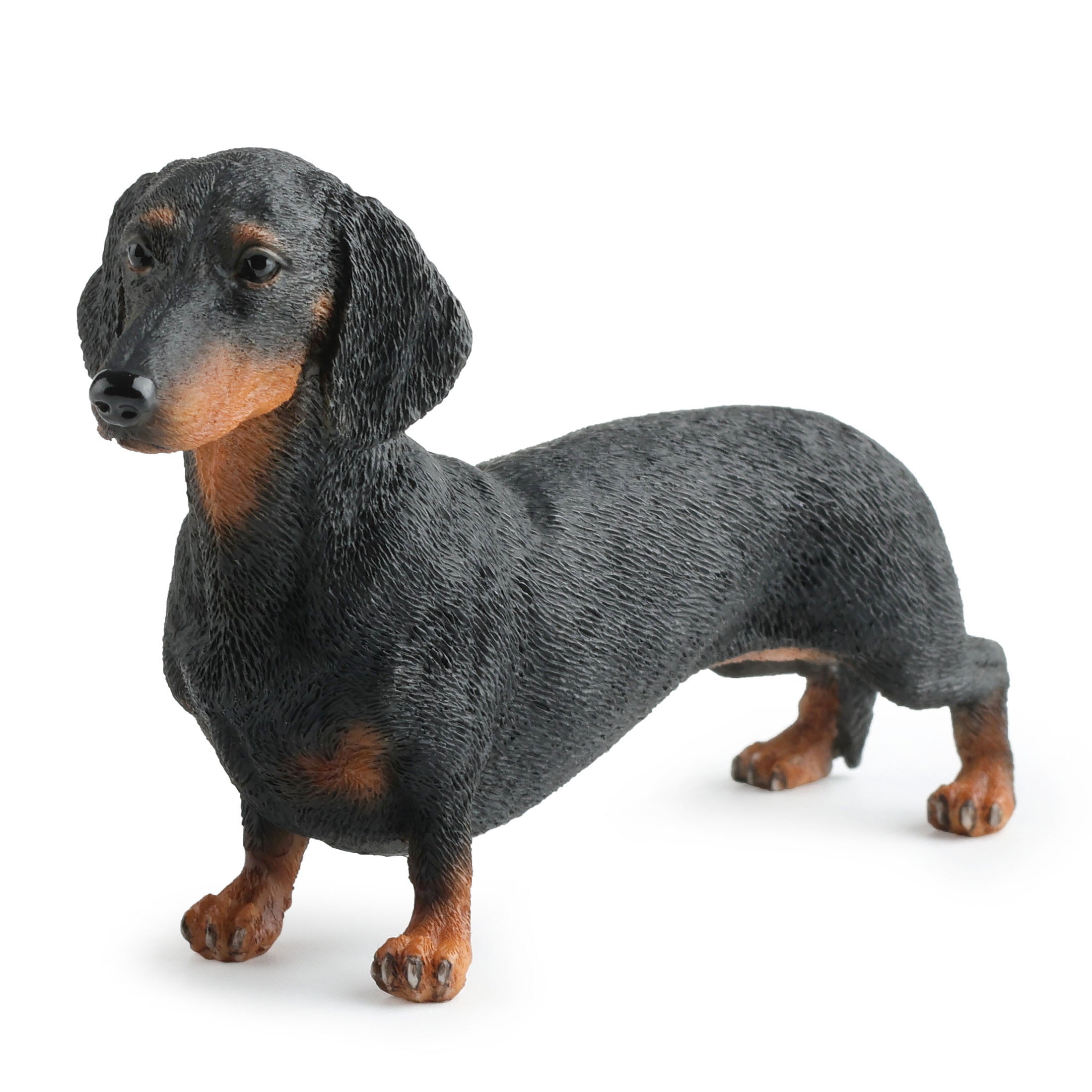Dachshund