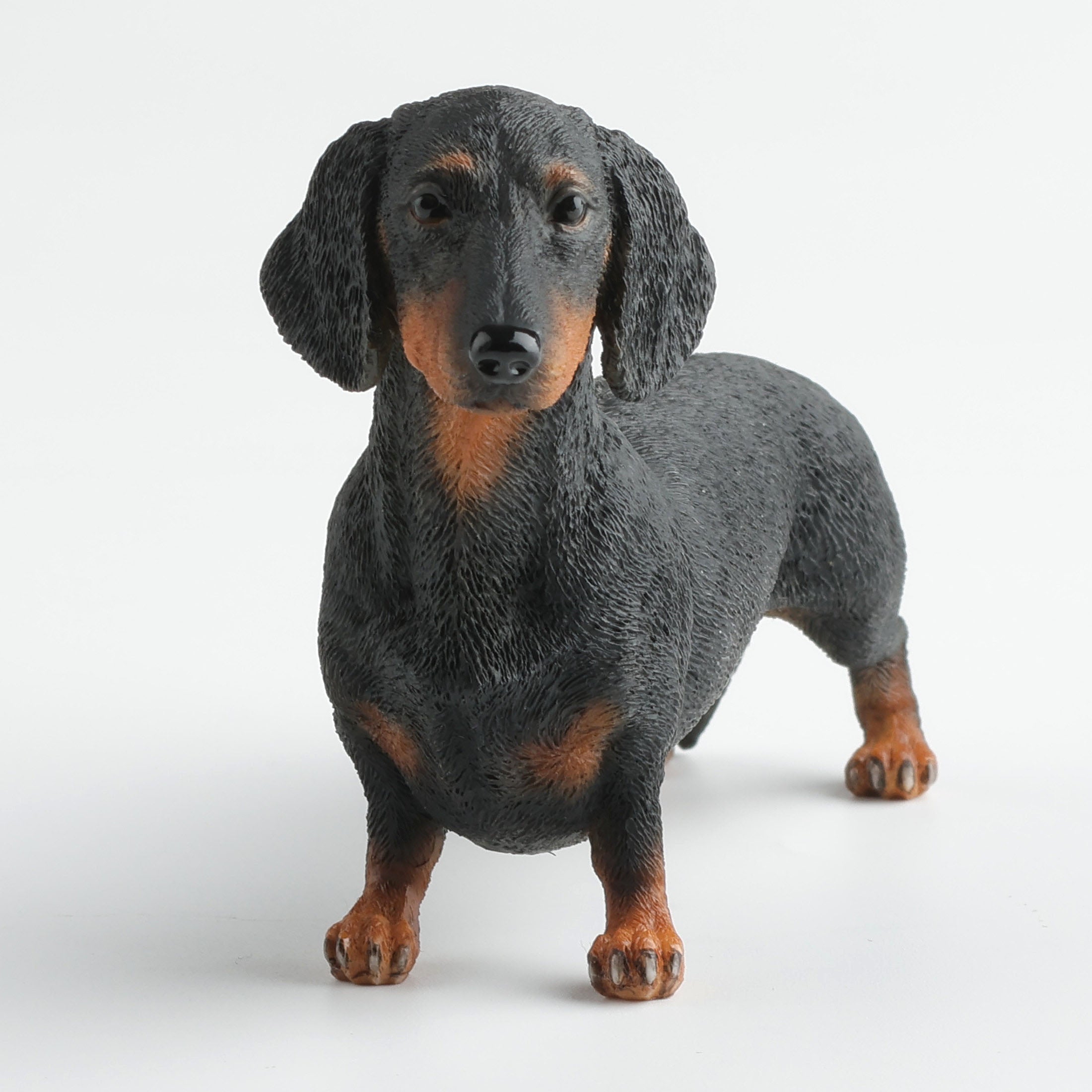 Dachshund