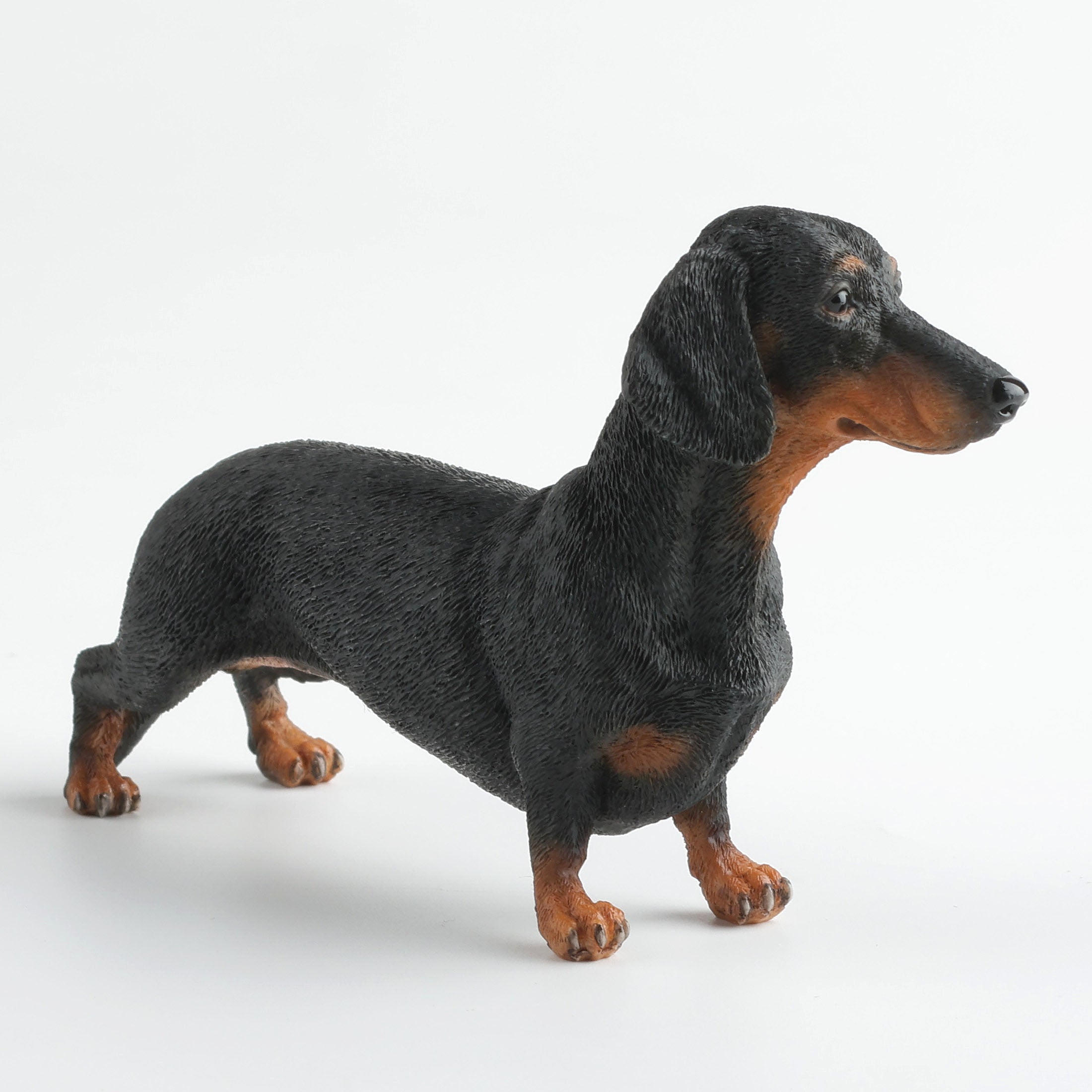 Dachshund