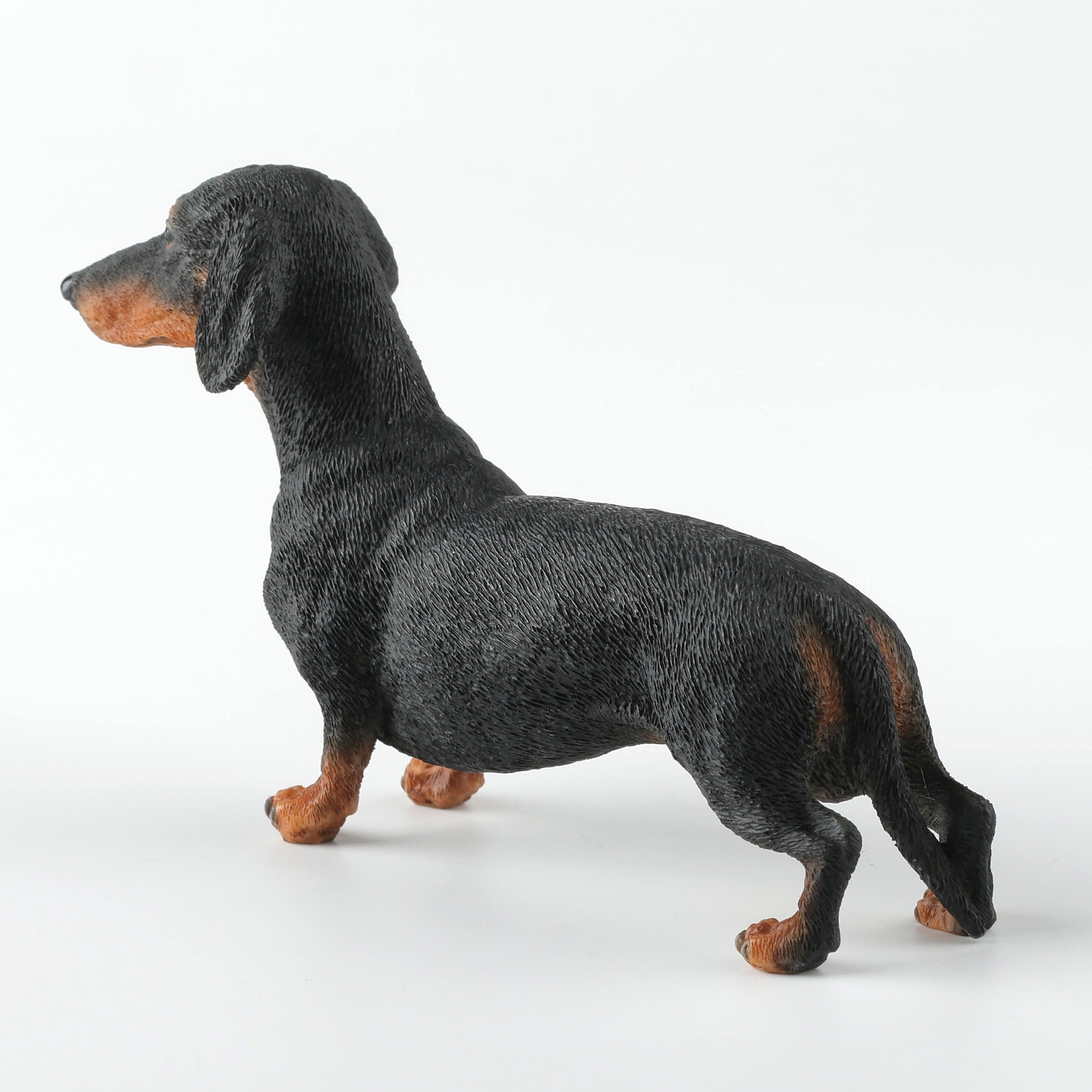 Dachshund