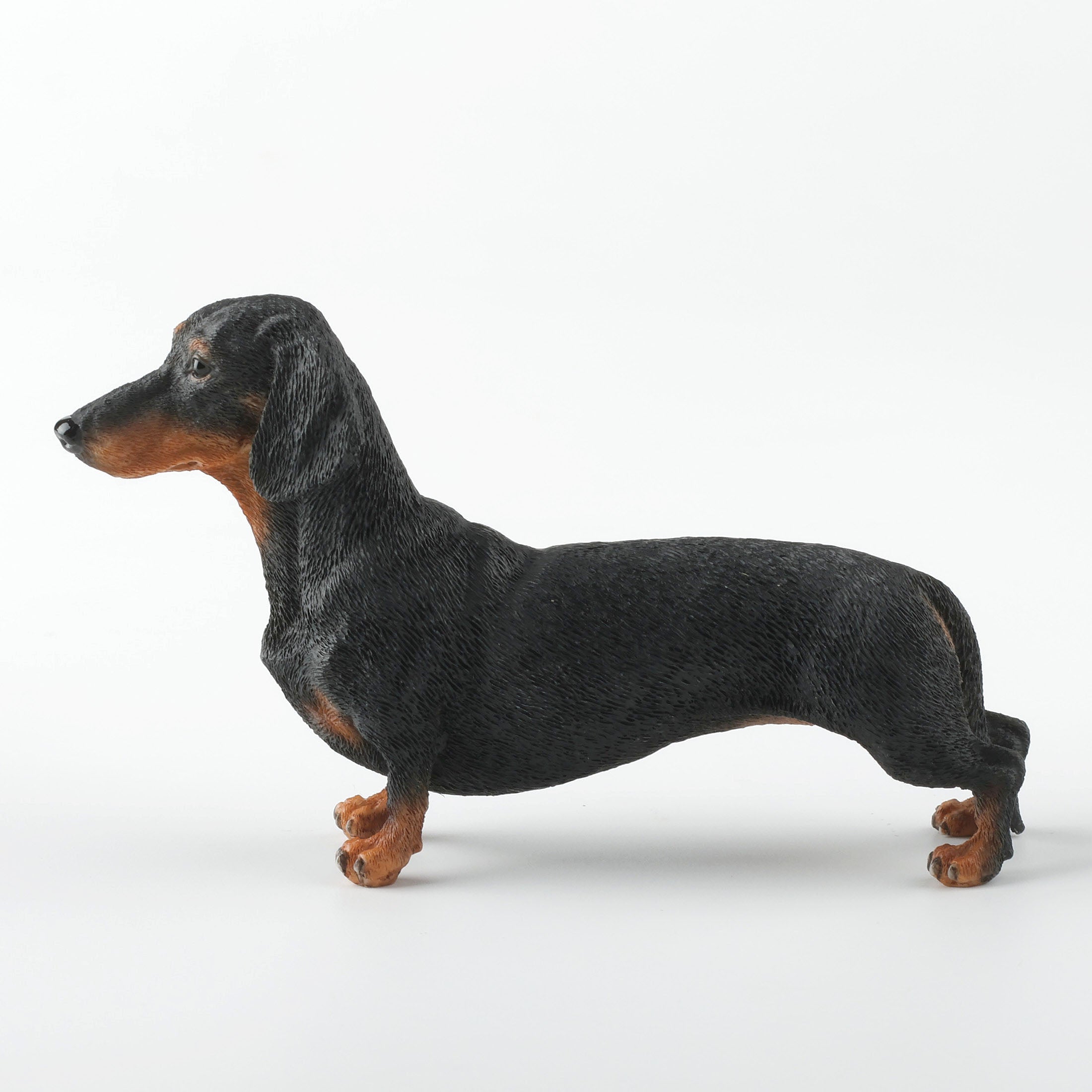Dachshund