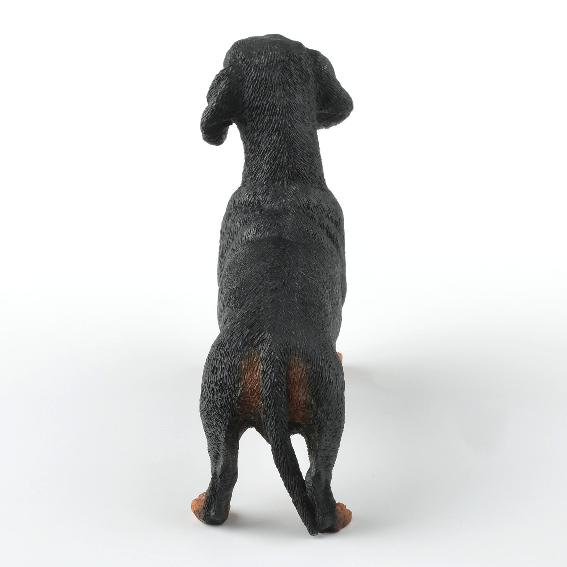 Dachshund