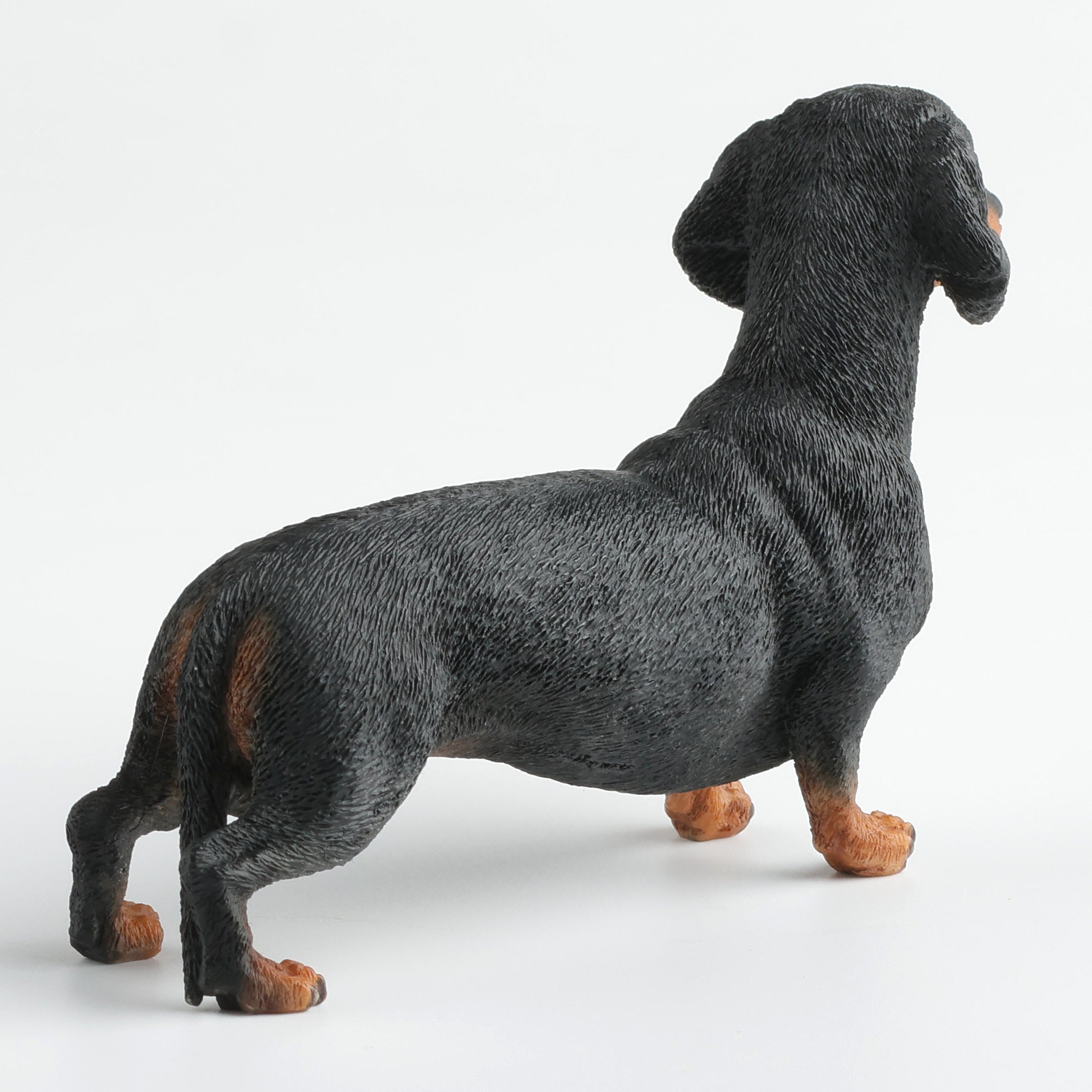 Dachshund
