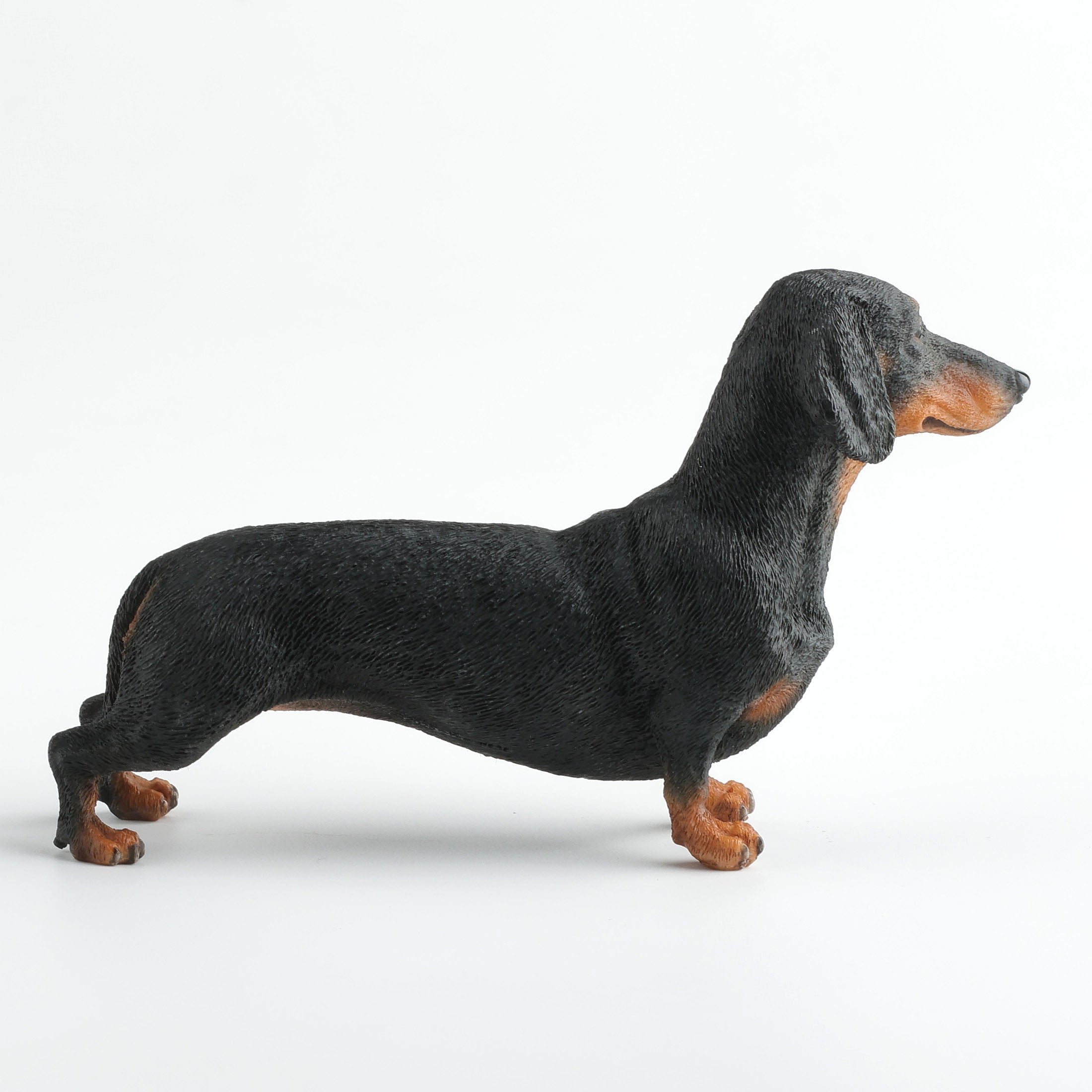 Dachshund