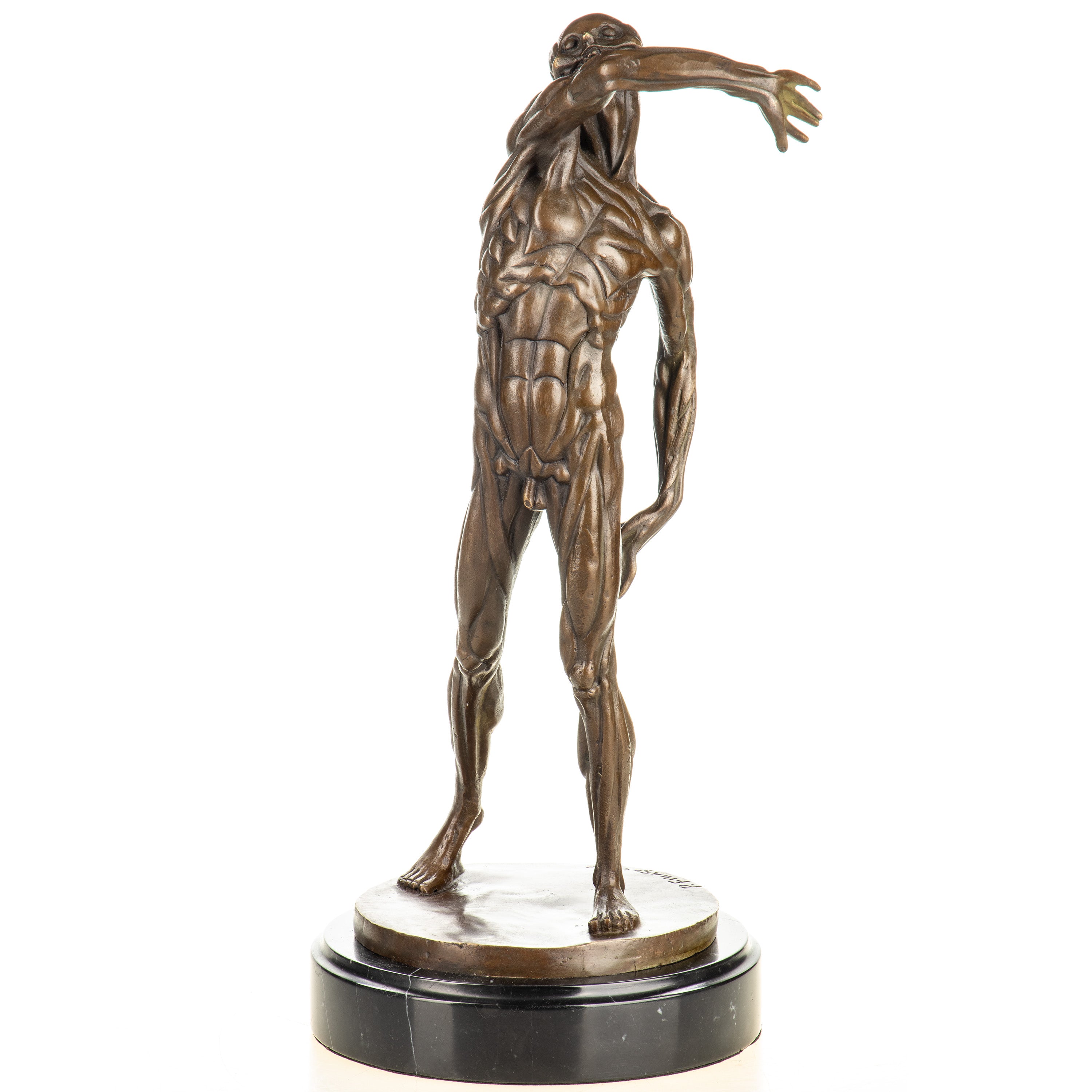 Anatomy of a Man Bronze Sculpture after Franqueville – Large