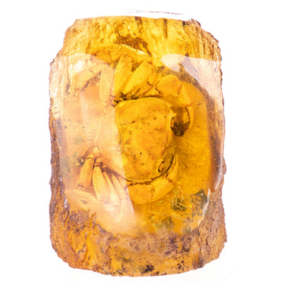 Resin imitation amber with real crab | Handcrafted Resin Decor